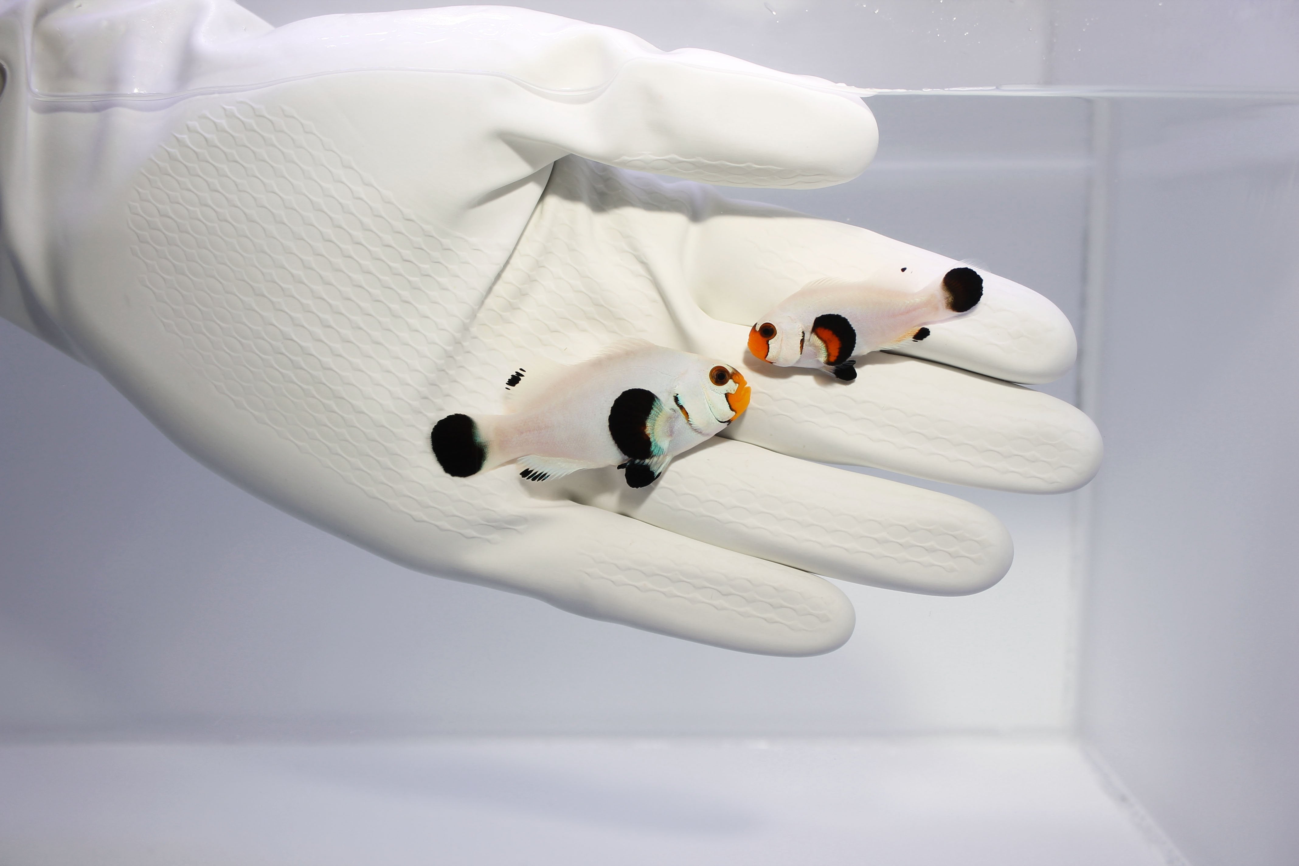 Wyoming White Clownfish (Amphiprion ocellaris)