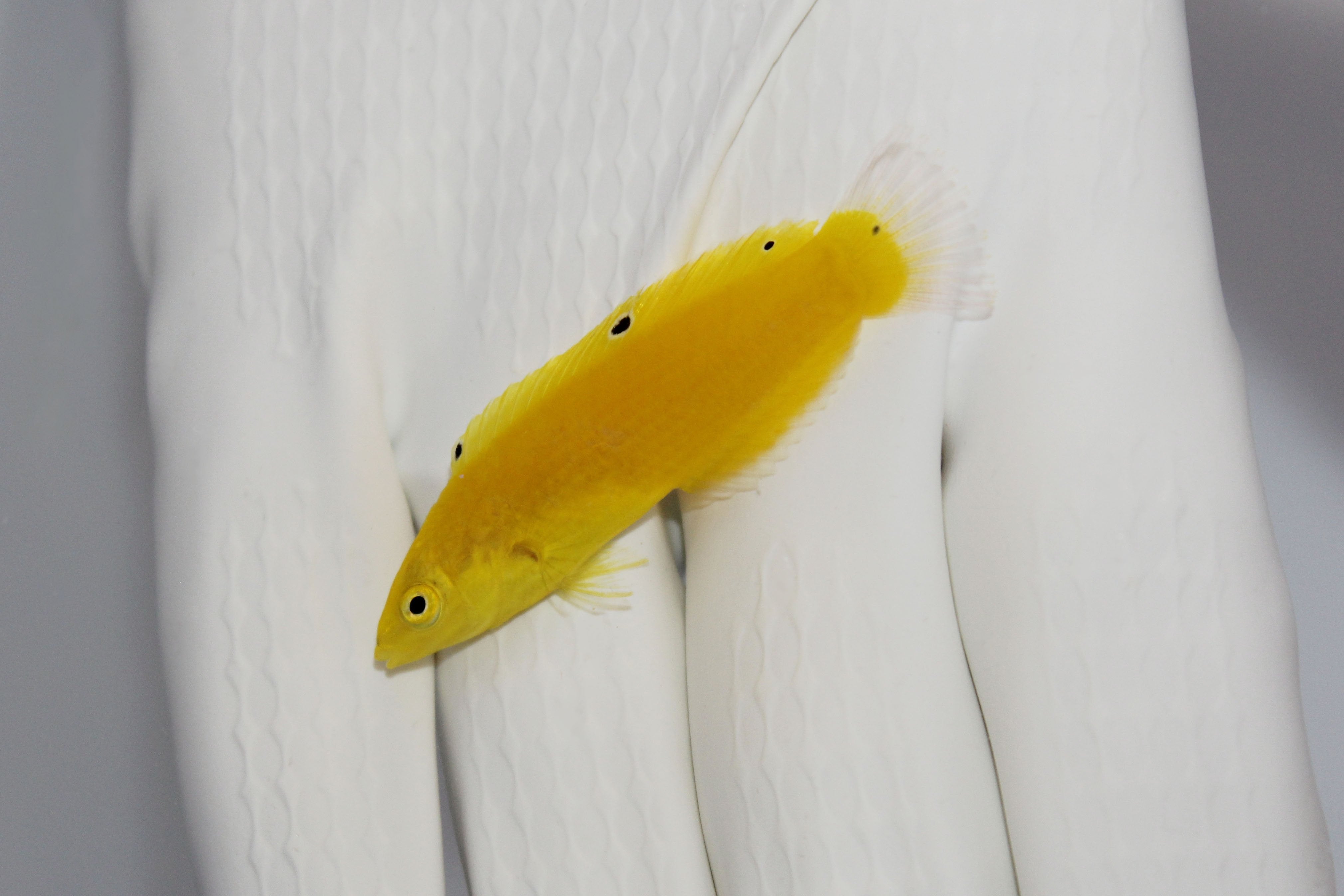 Yellow Wrasse (Halichoeres chrysus)1/3/26(Pre-order)