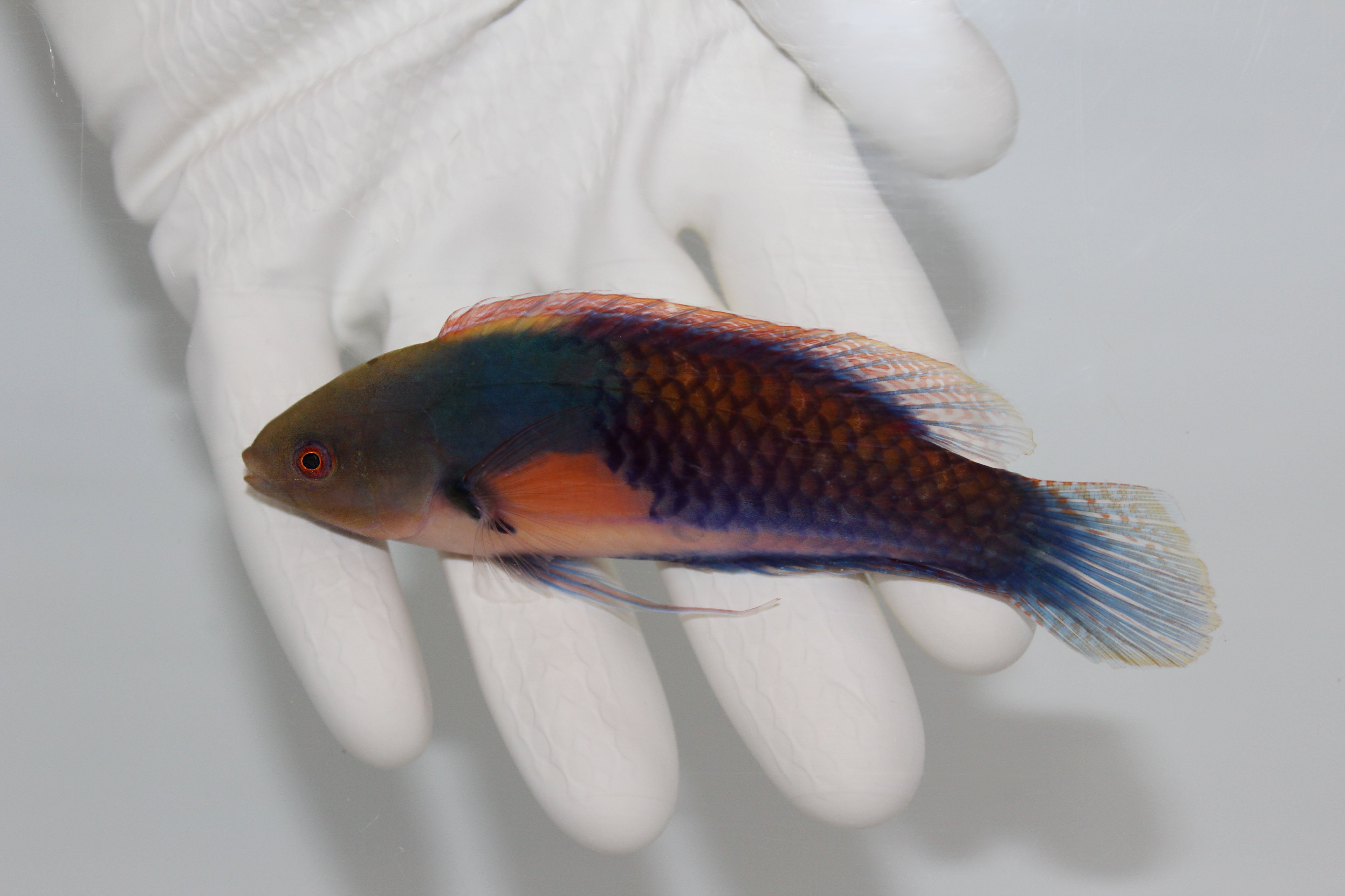 Yellow Flanked Fairy Wrasse  (Cirrhilabrus lyukyuensis) (pre-order)