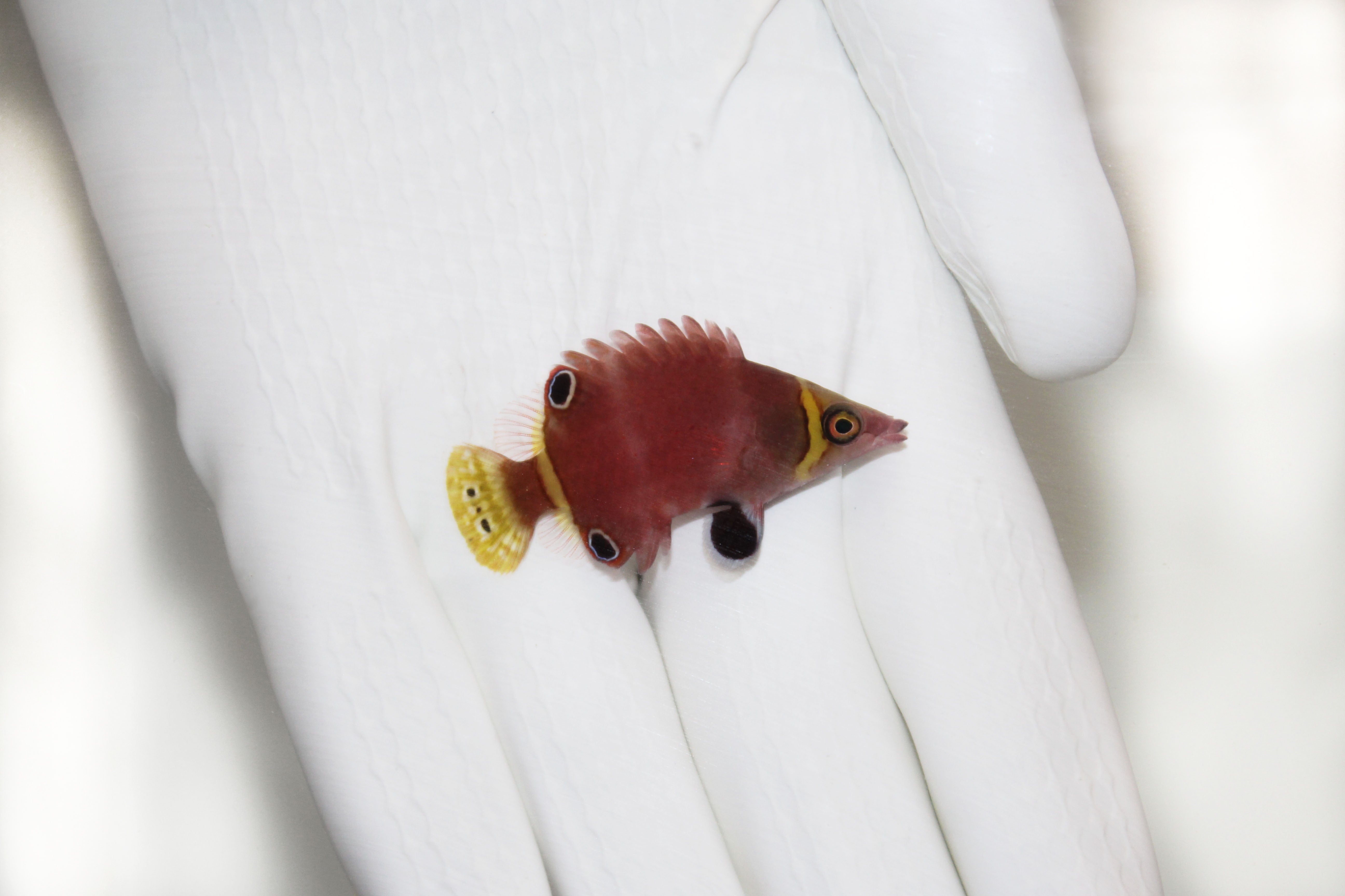 Yellow Banded Possum Wrasse (Wetmorella nigropinnata)
