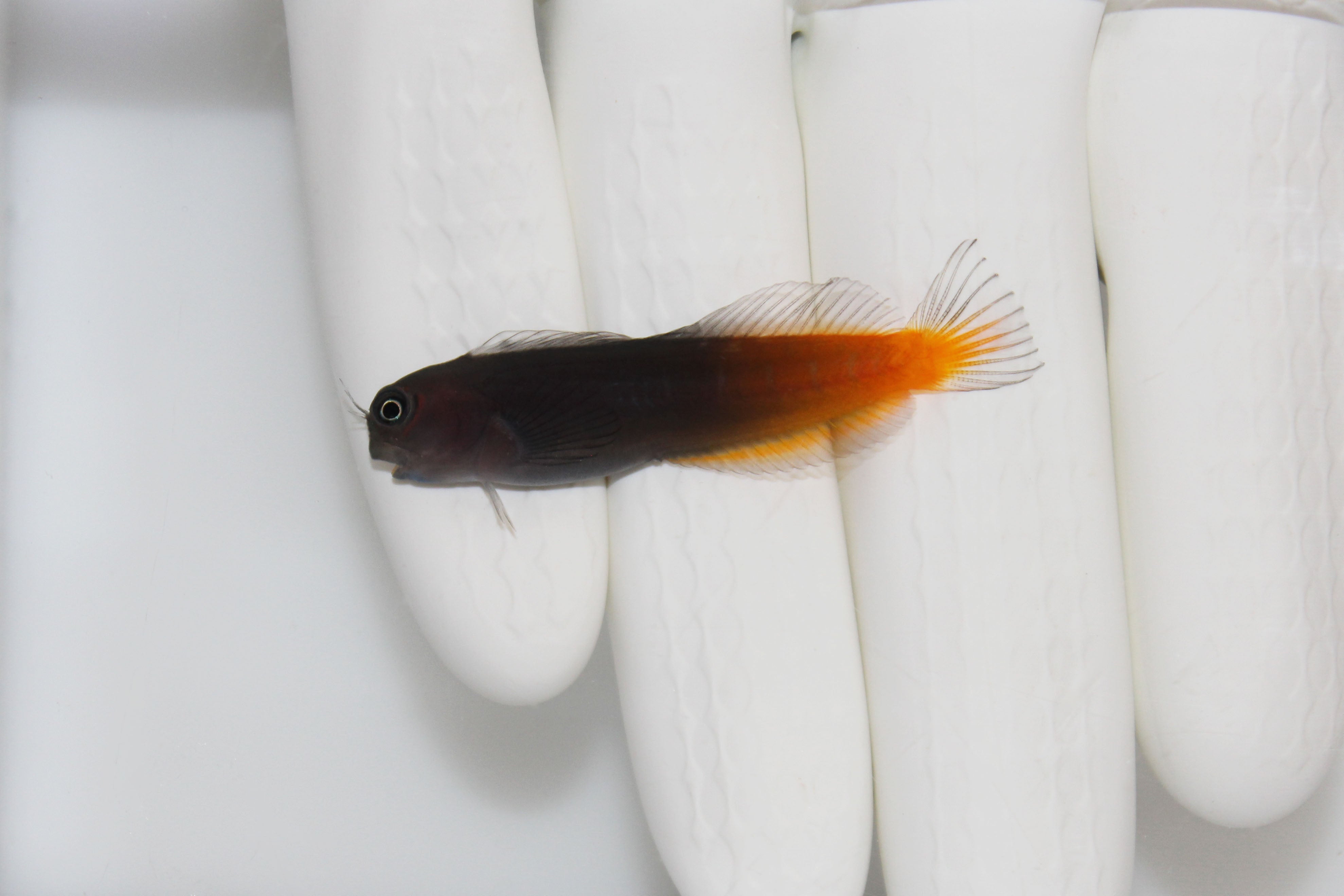 Bicolor Blenny (Ecsenius bicolor)(pre-Order)