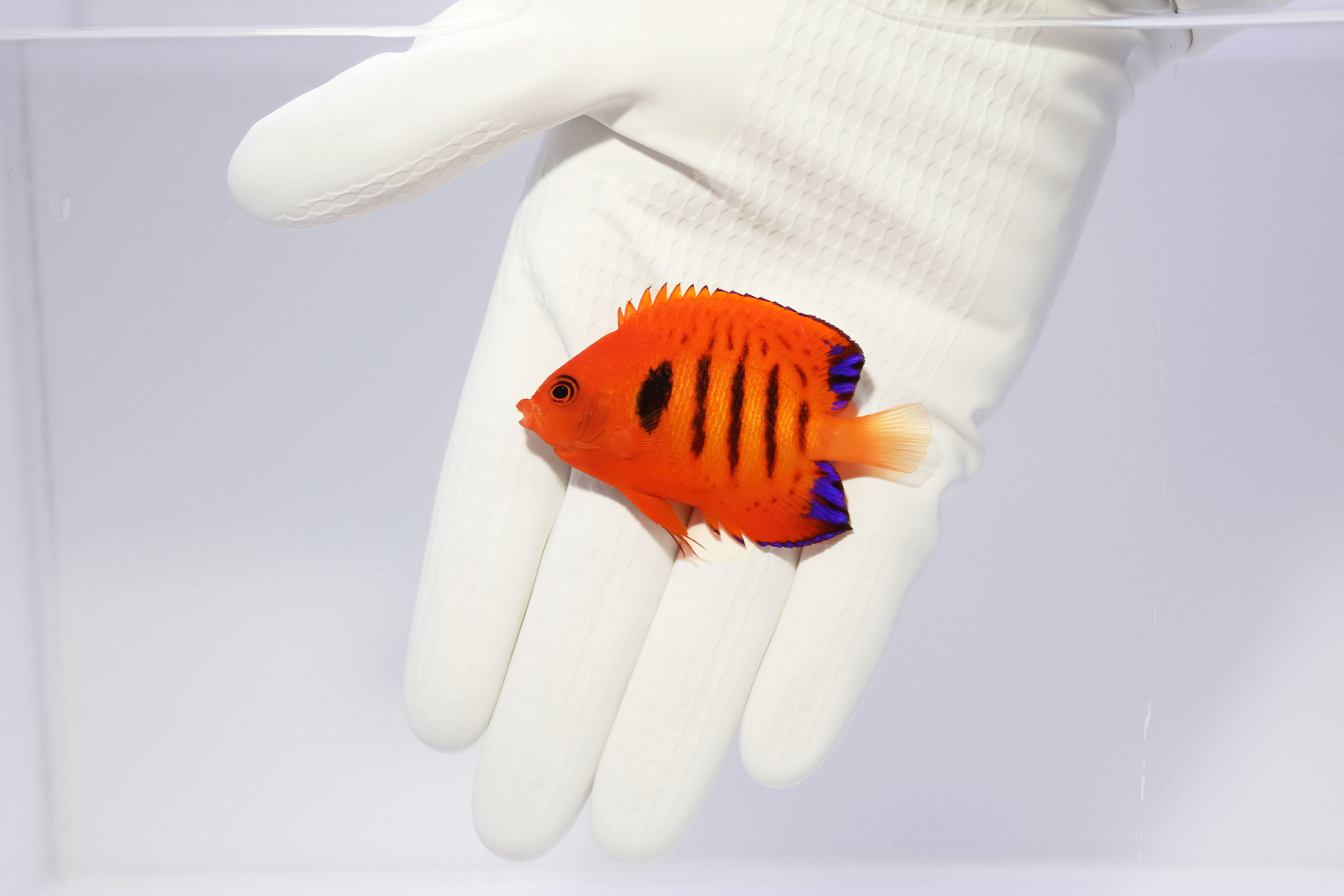 Flame Angel Centropyge loricula bright orange body with black bars

Dwarf angelfish Flame Angel swimming next to live rock

Close up of Flame Angel coloration and blue fin tips

Reef aquarium with Flame Angel exploring rock crevices

Healthy Flame Angel from TSM Aquatics acclimated to display