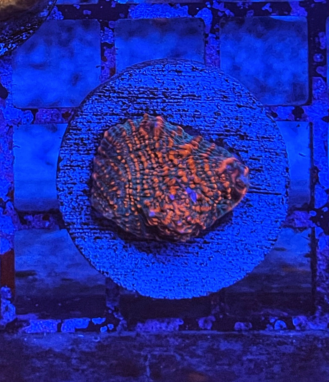 Shark Bite / Cherry Garcia Chalice