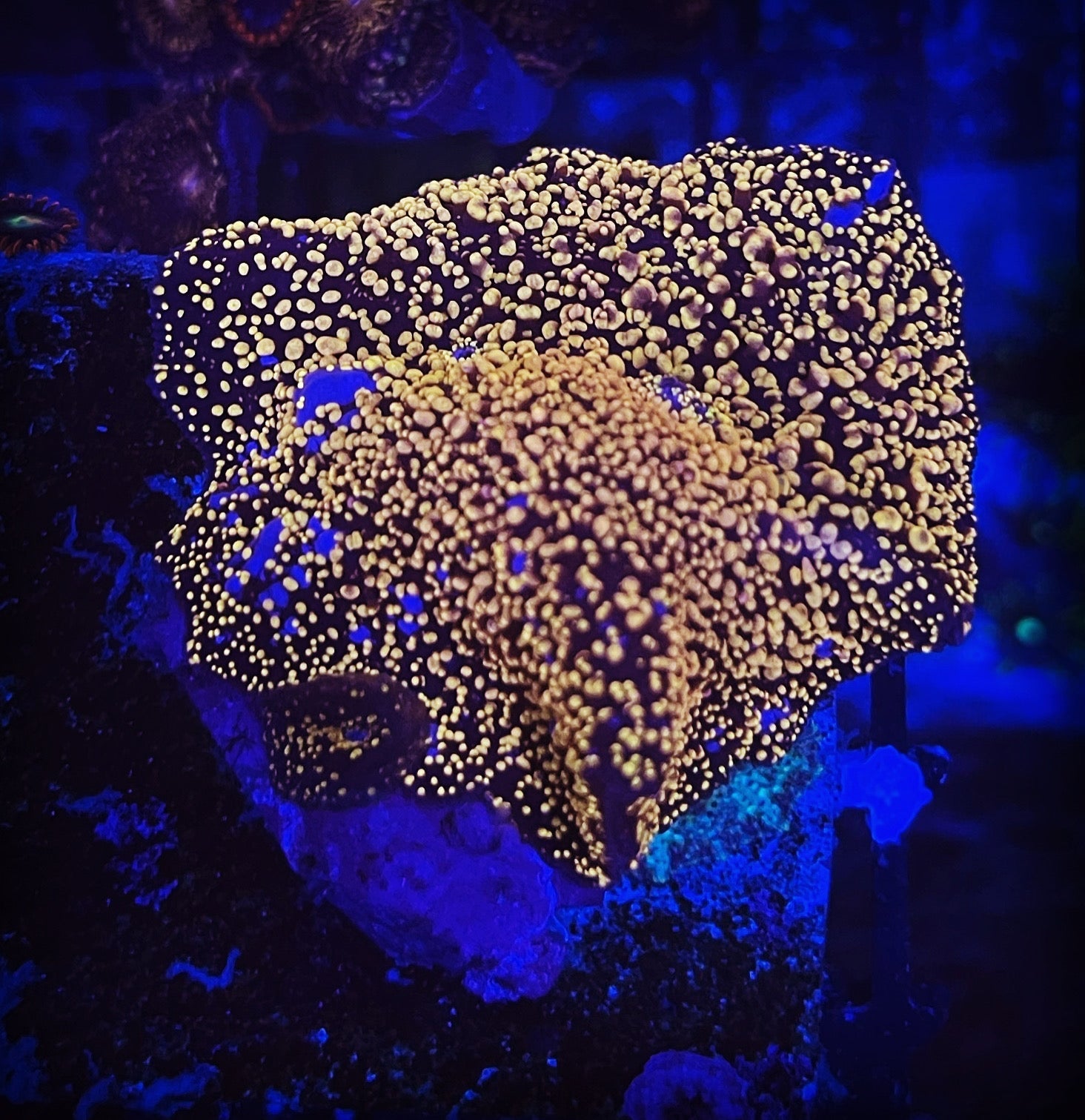 Interstellar Mushroom