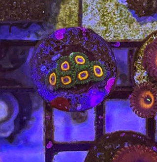 Fairy Tales (Designer)