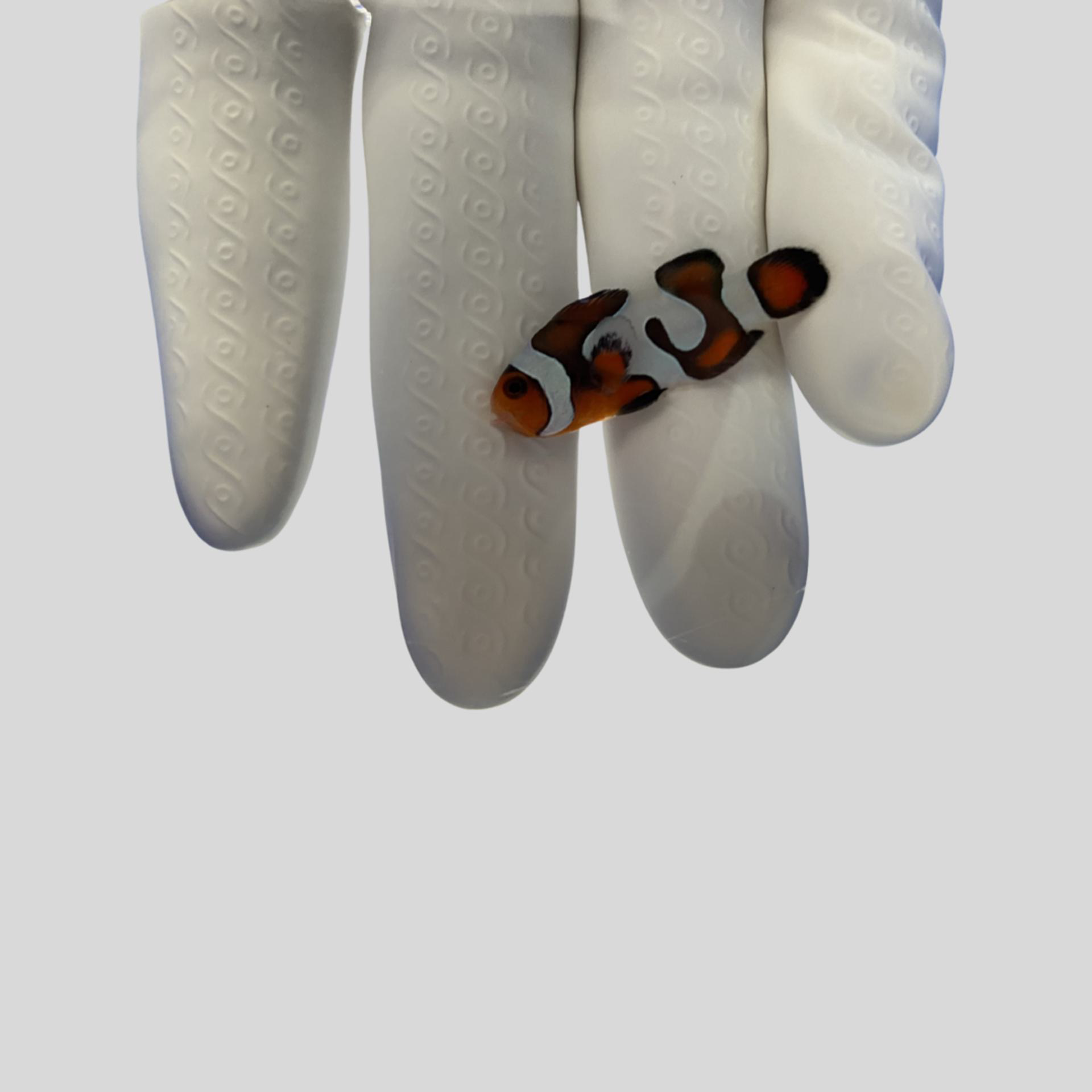 Mocha Gladiator (Amphiprion ocellaris) Captive Bred