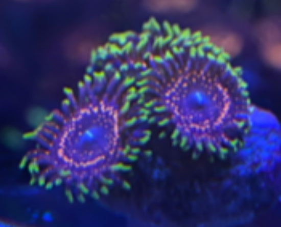 Psychosis (Designer)