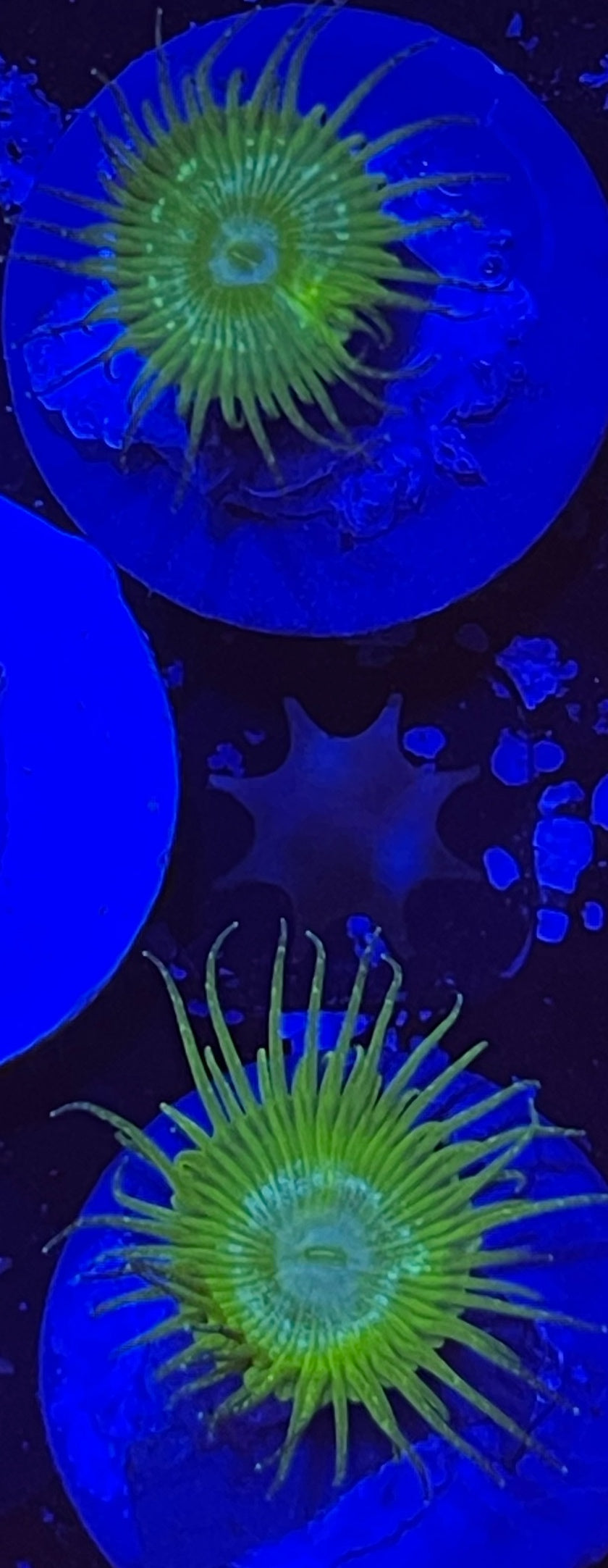 NYRA Bunchut Paly (Designer)