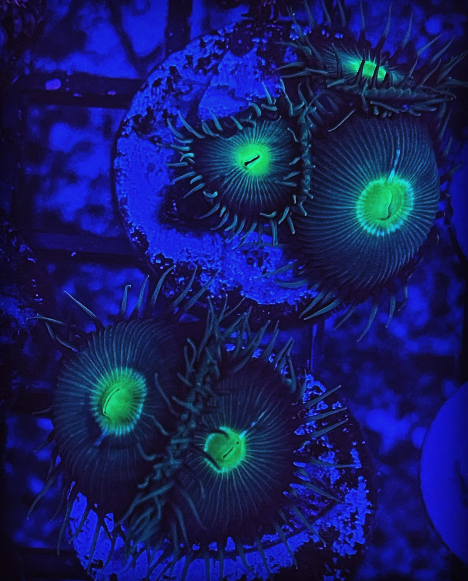 RiSaO様✴︎グリーンアメジスト＆MOPフラワーローゼンジ＊チャーム Designer Zoas