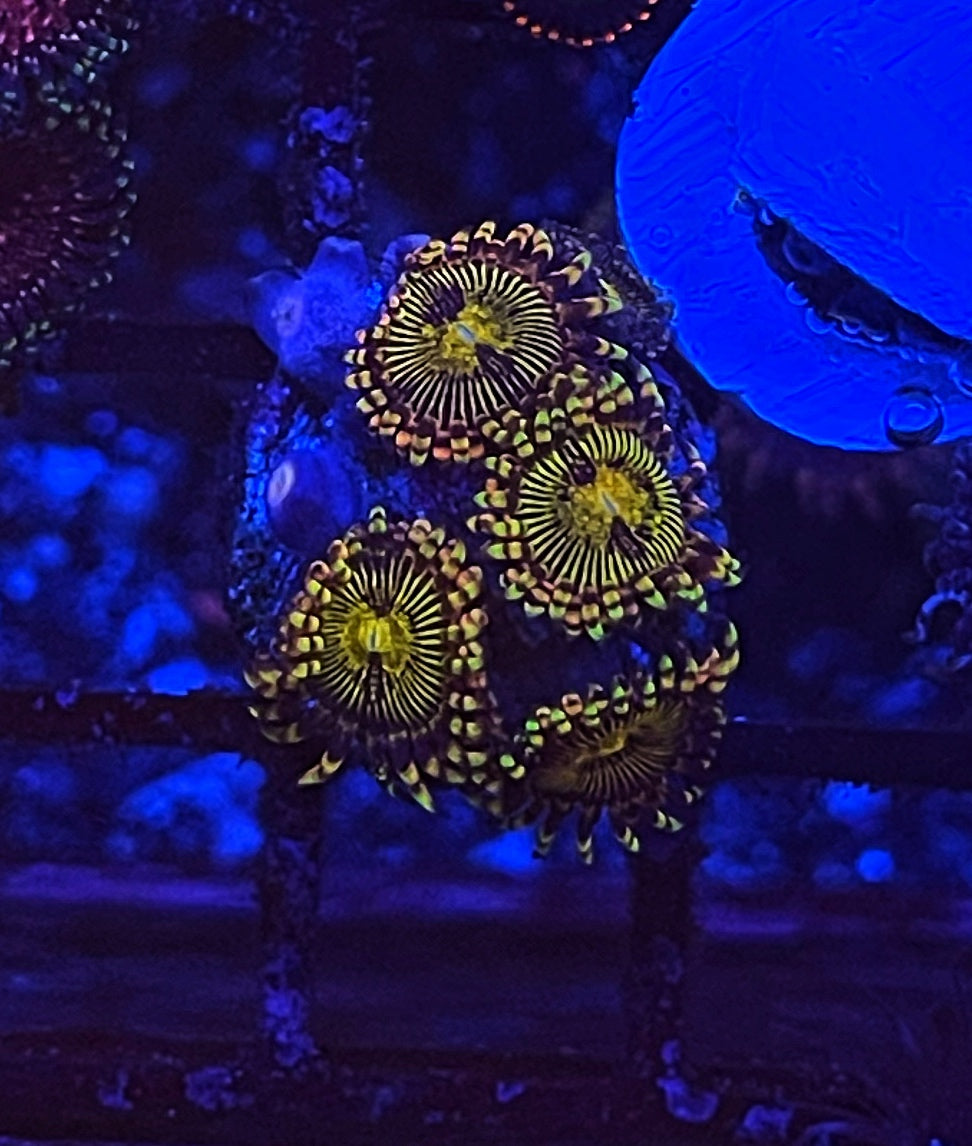 Banana Muncher (Designer)