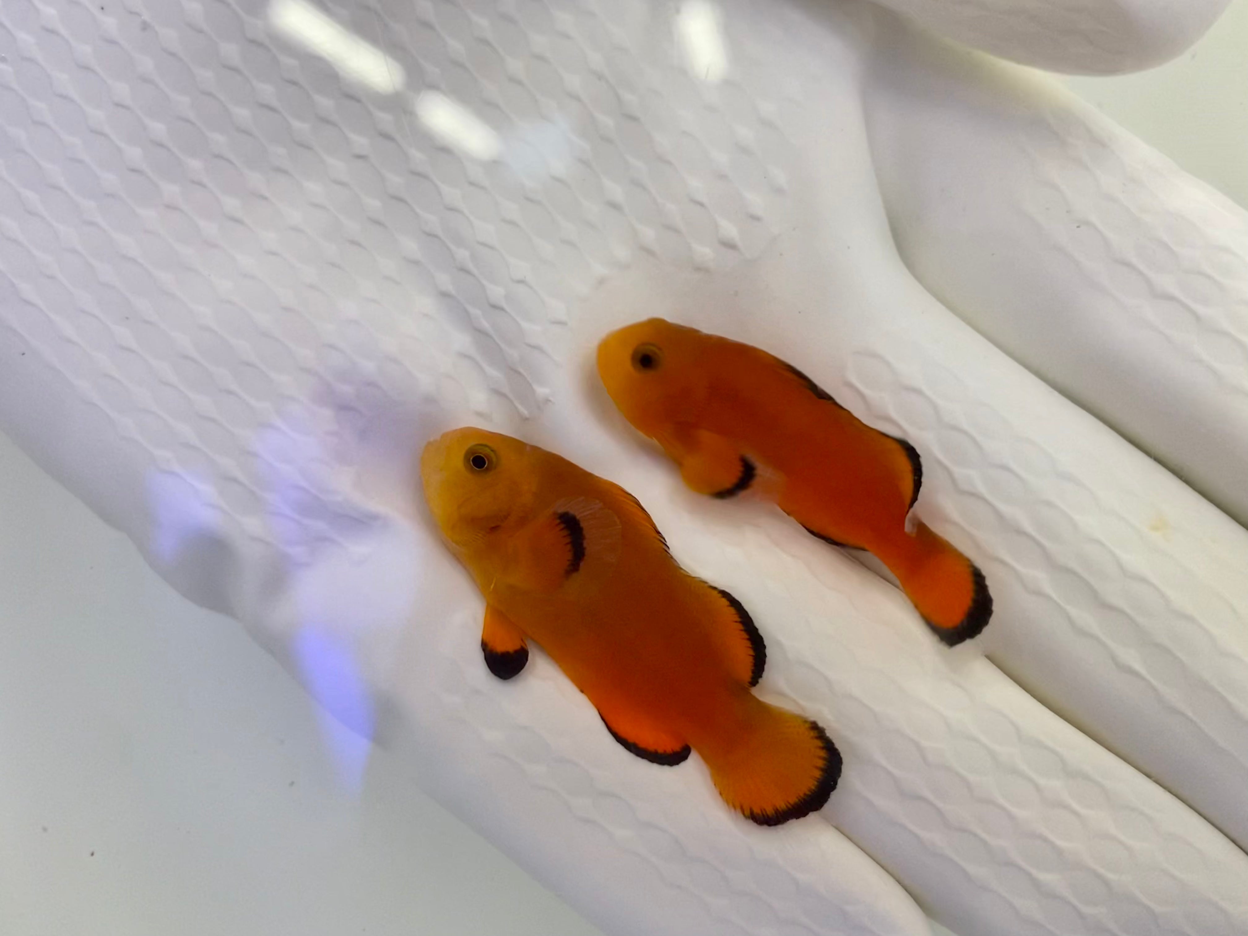 Naked Ocellaris Clown(Amphiprion ocellaris)