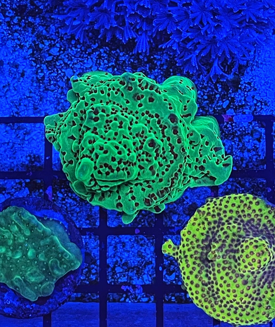 Season Greeting Montipora