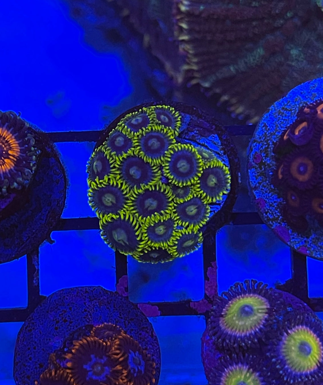 Blueberry Pie Zoanthid frag with vibrant blue polyps

Aquacultured Blueberry Pie zoa coral for reef tank

Pest-free Blueberry Zoanthid coral frag for sale

Live coral Blueberry Pie zoa from TSM Aquatics
