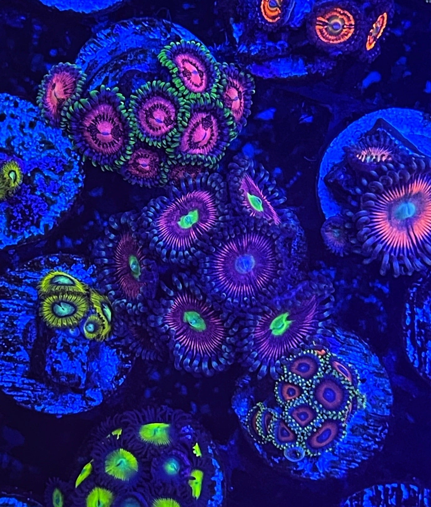 Radioactive Cat's Eye (Designer)