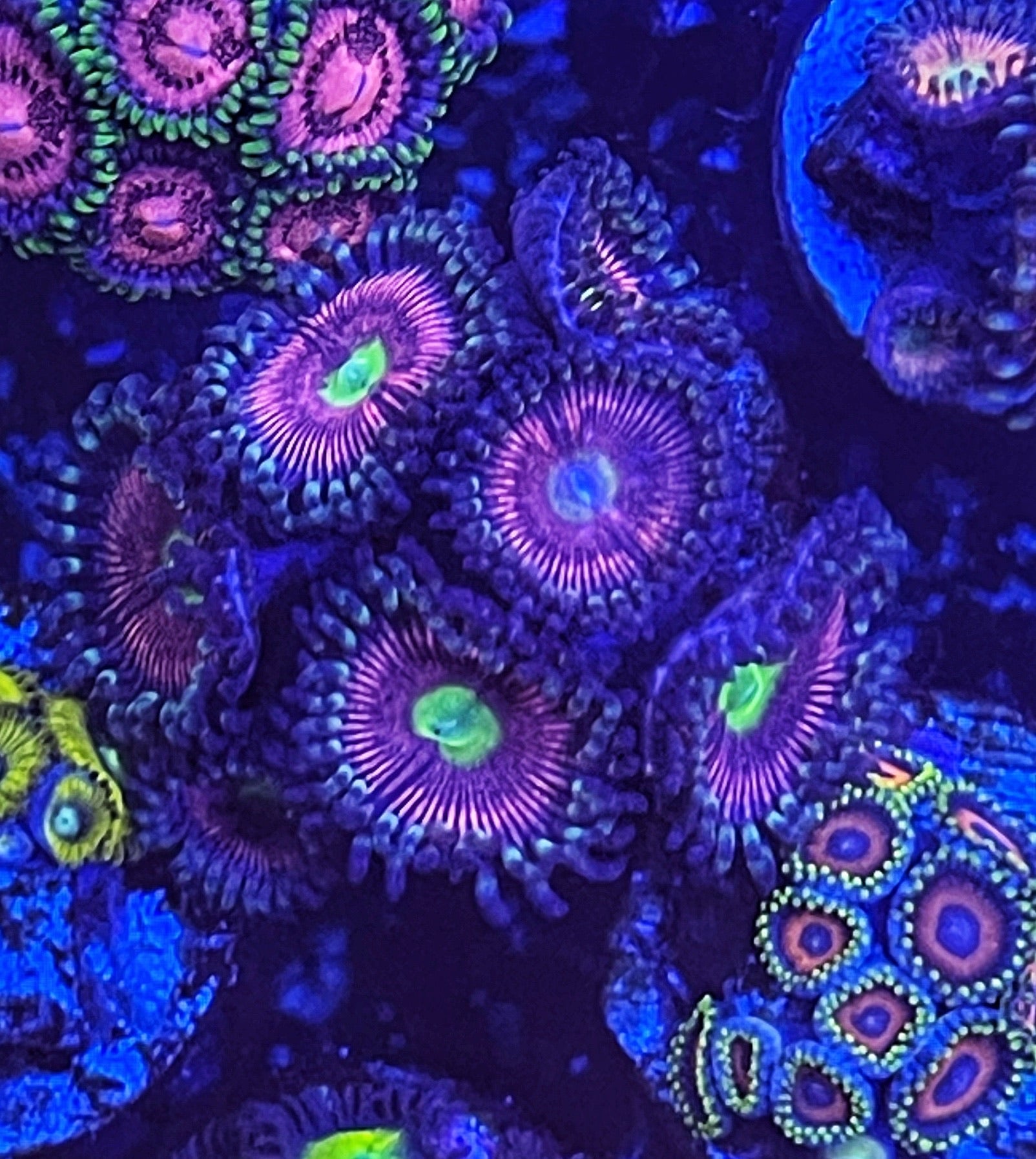 Radioactive Cat's Eye (Designer)