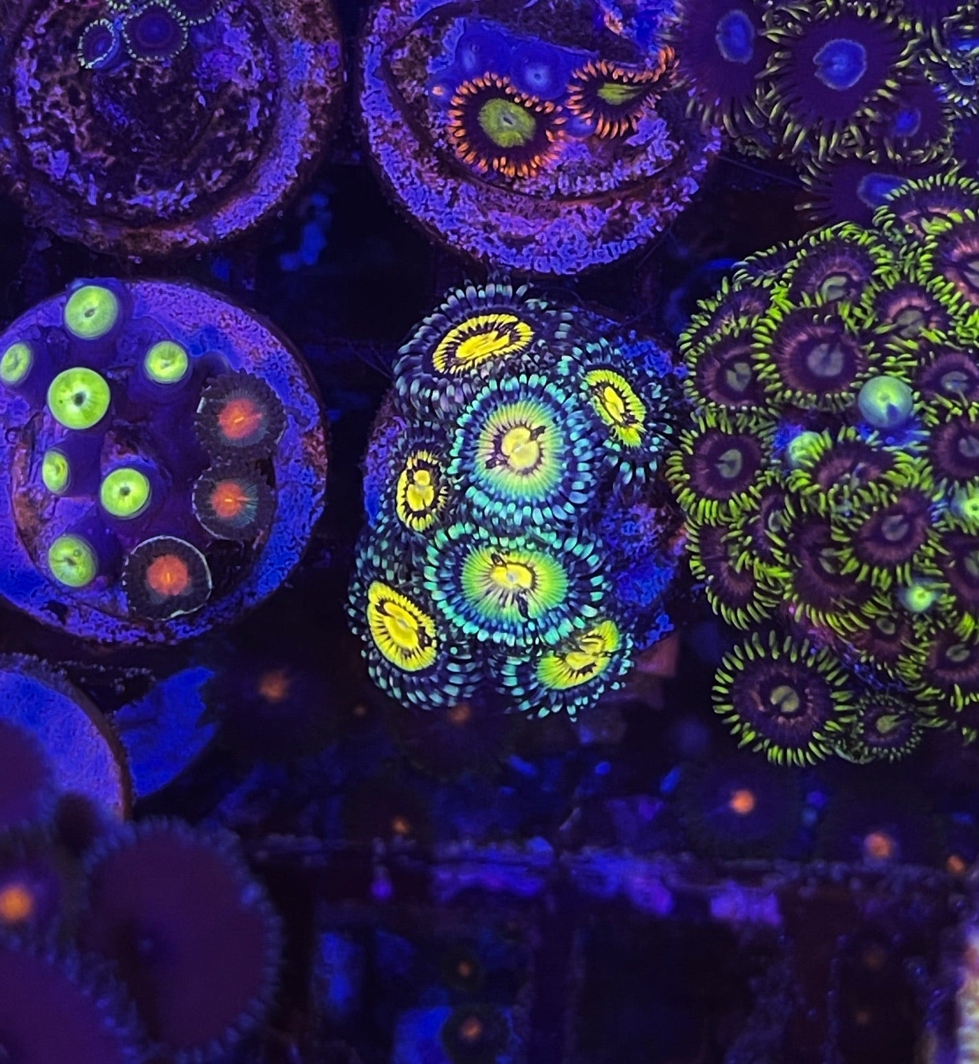 Butt Muncher (Designer)