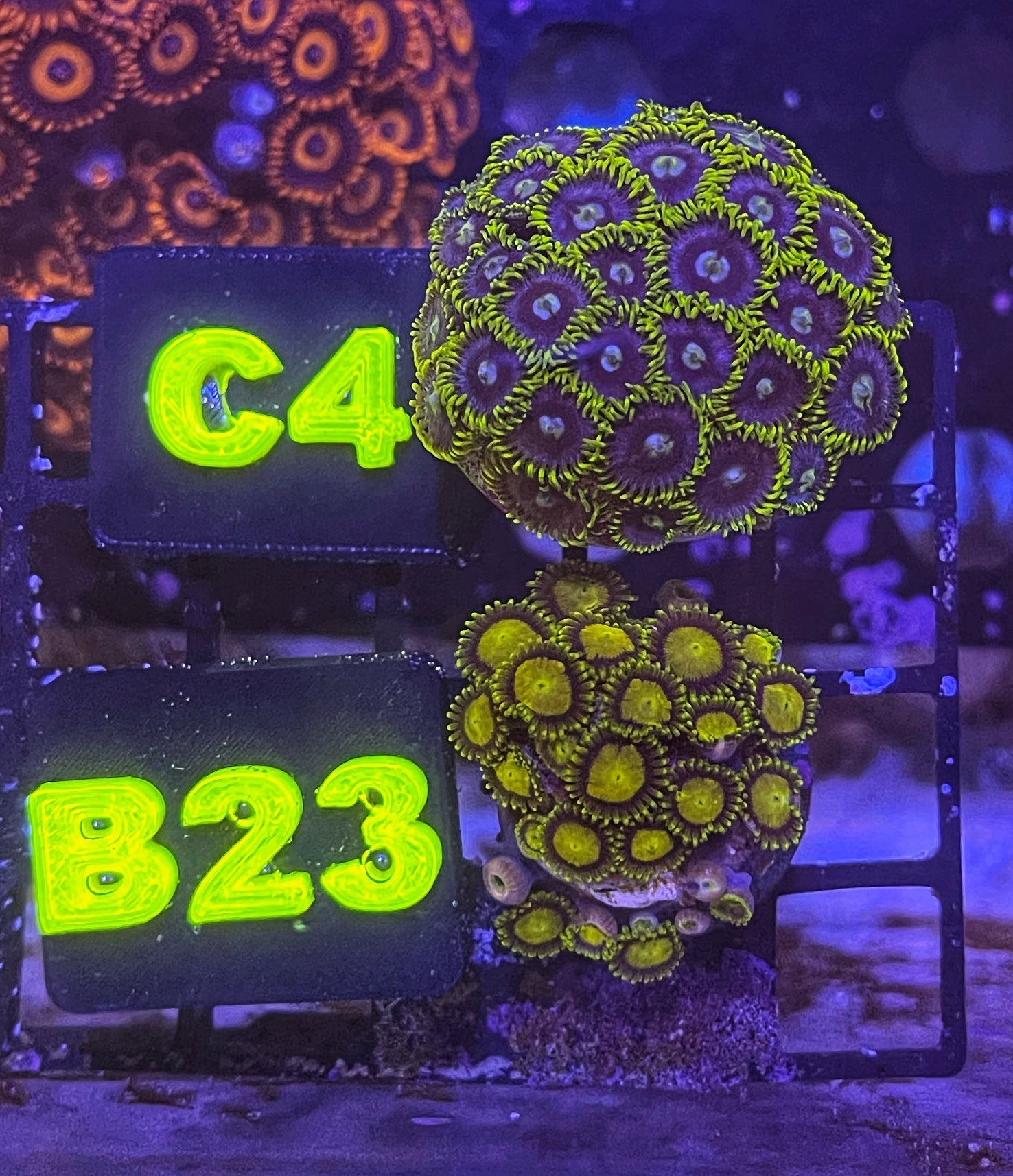 King Midas (XL 20+ Polyps)