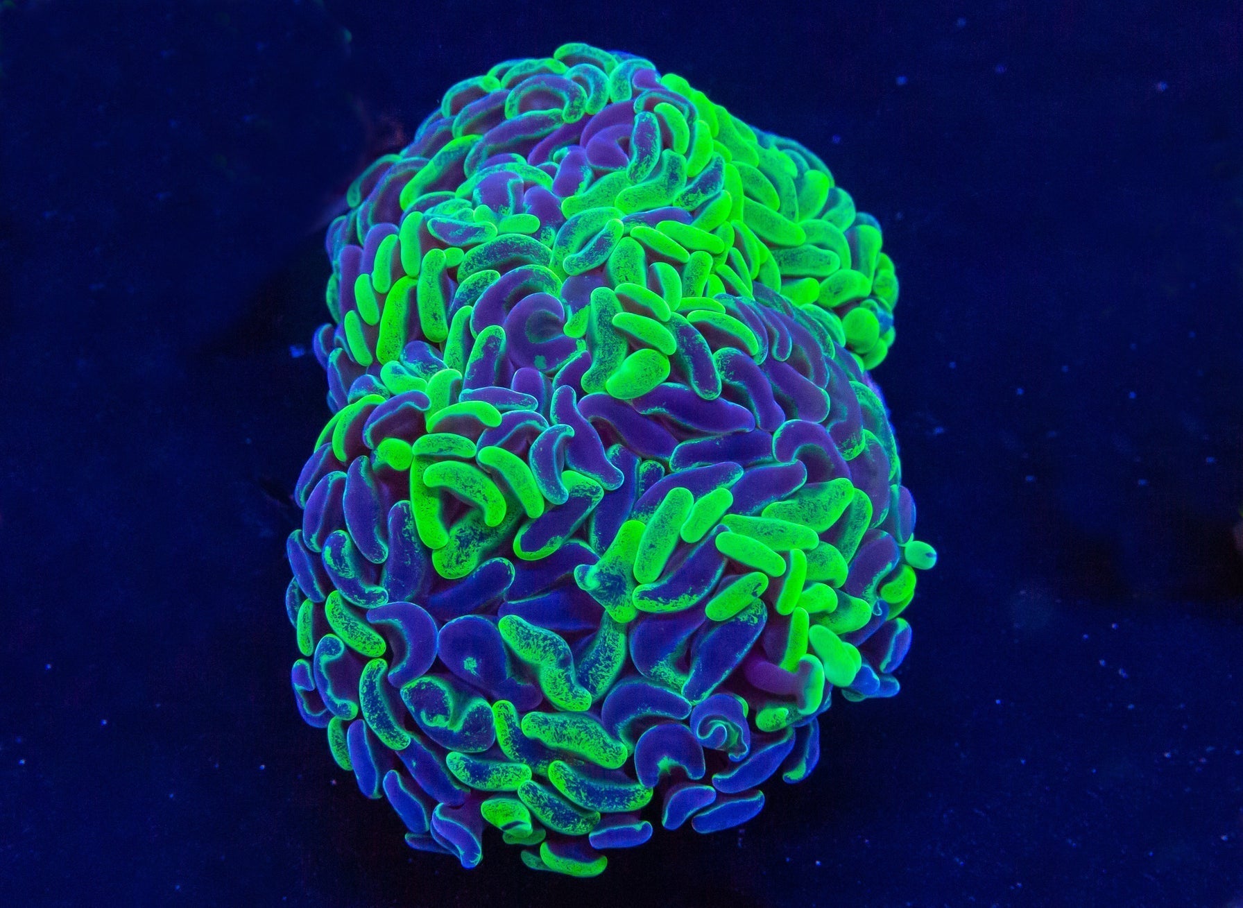 Splatter Hammer (Branching)