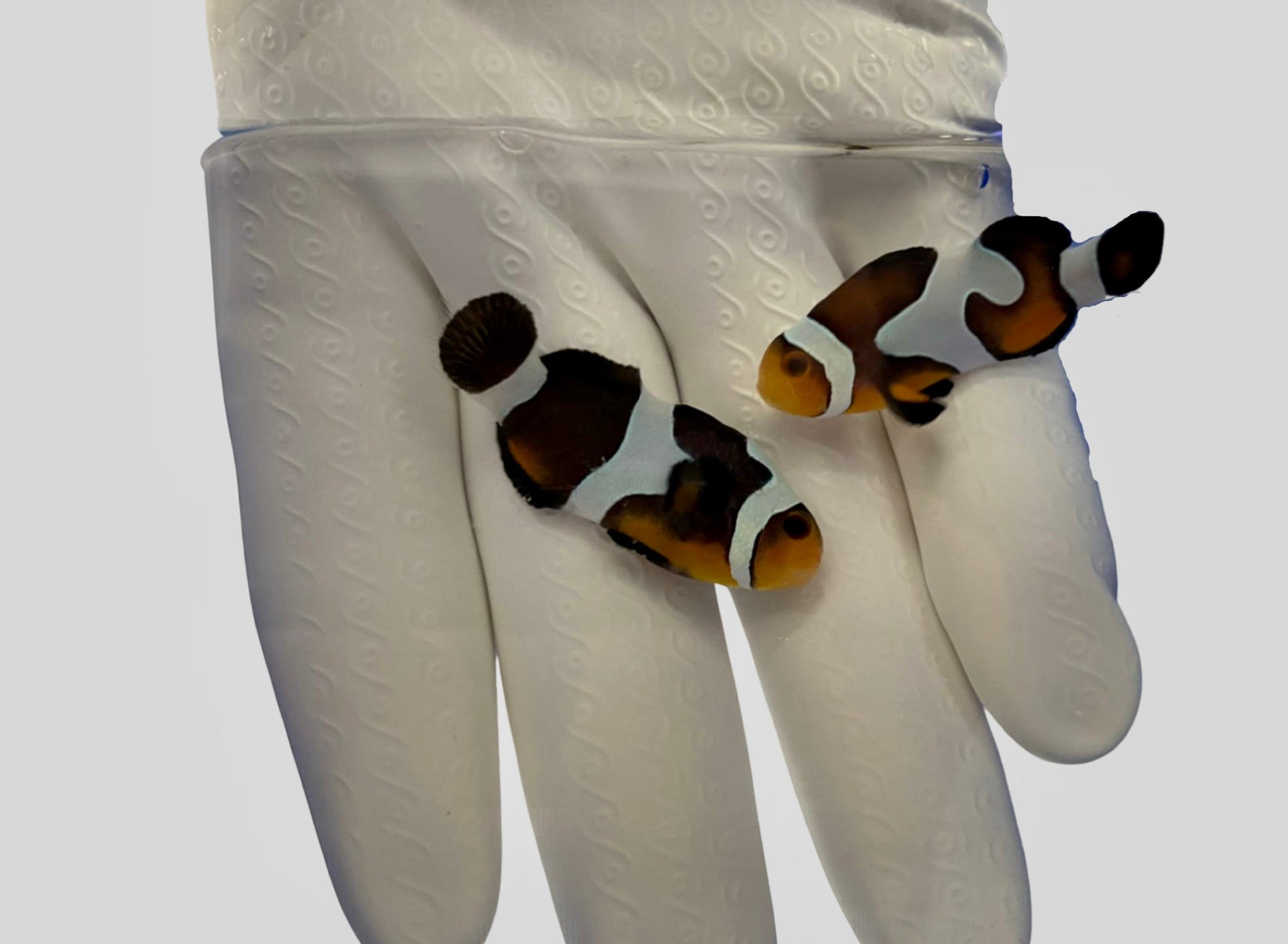 Black Gladiator PAIR (Amphiprion ocellaris) Captive Bred