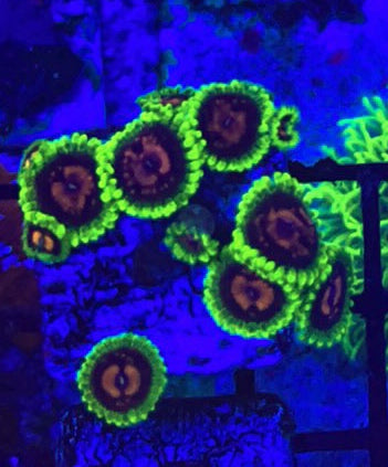 Scarlet Fever (Designer)