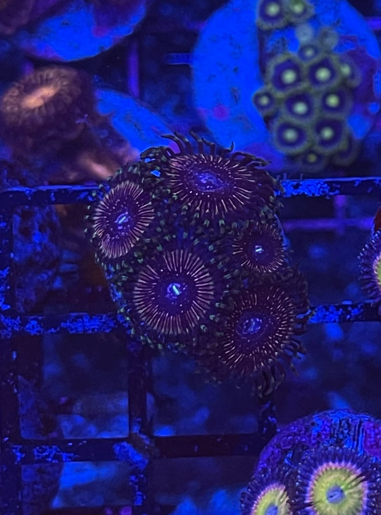 Superstars (Designer)