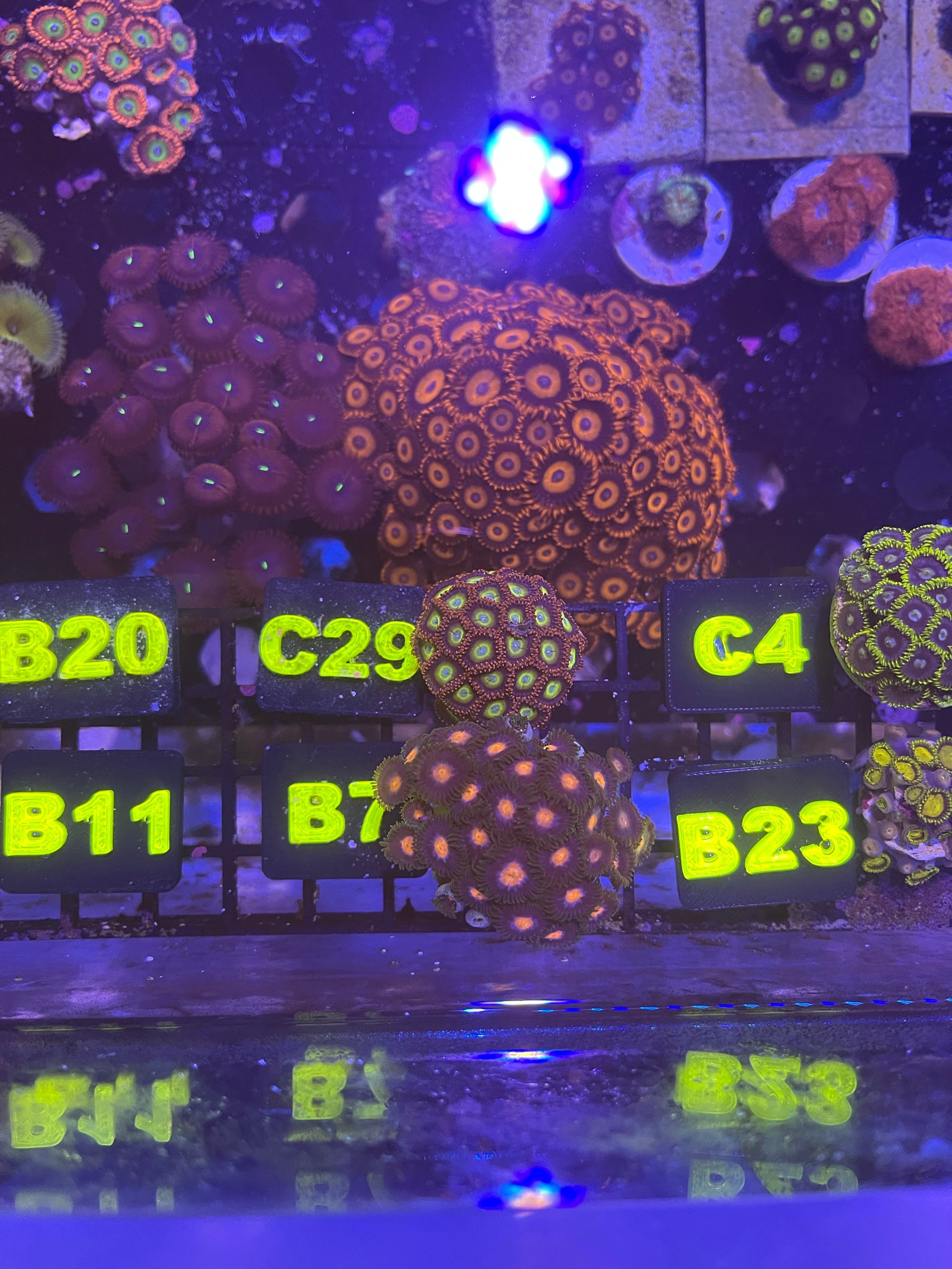 Circus Colony (XL 20+ Polyps)