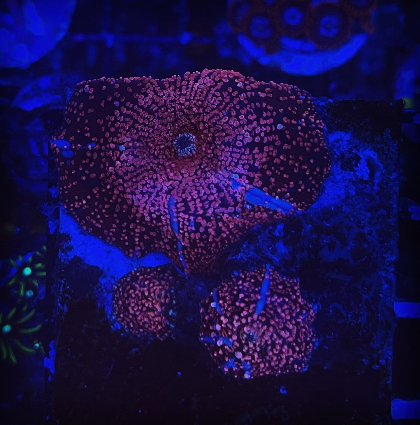 Red Interstellar Mushroom