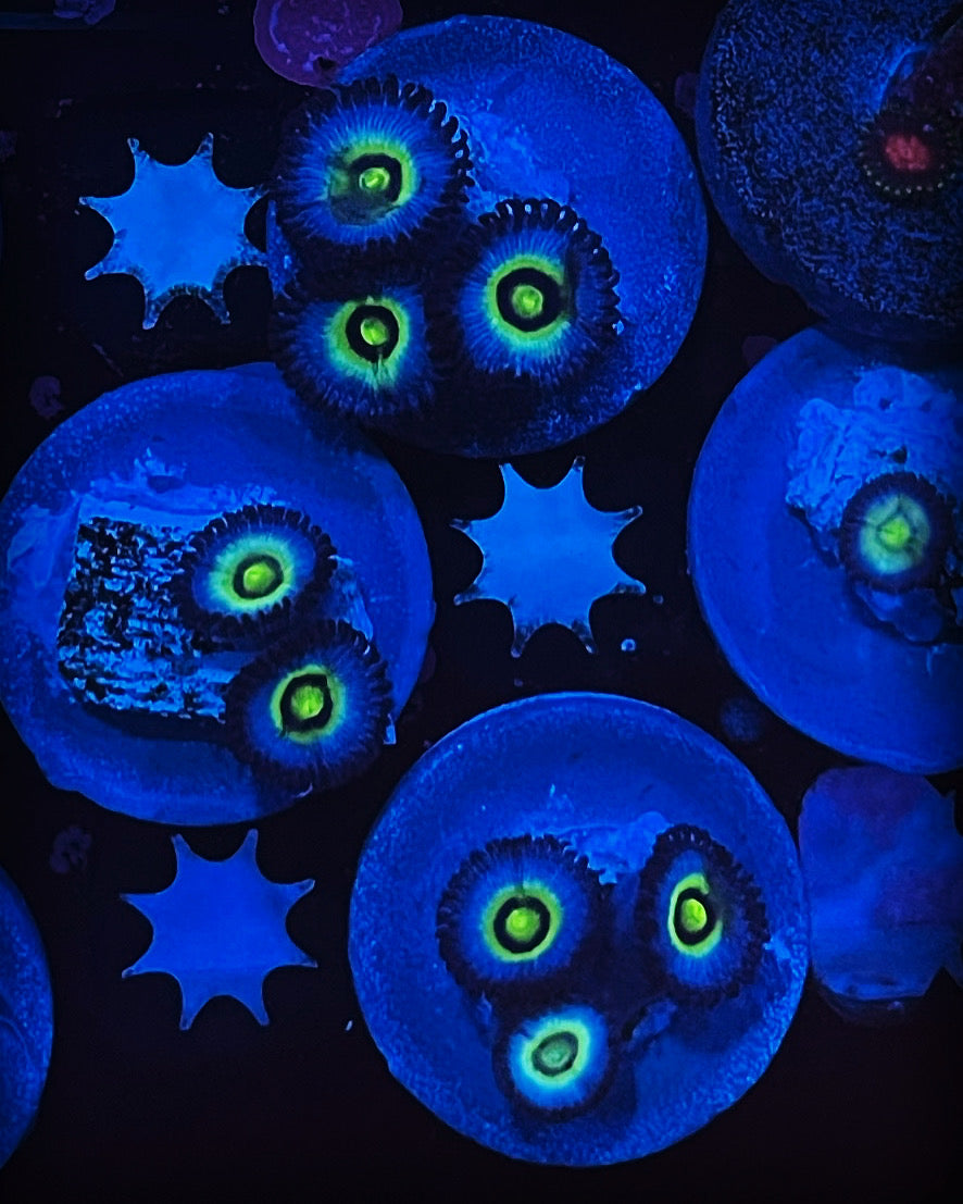 Designer Zoas