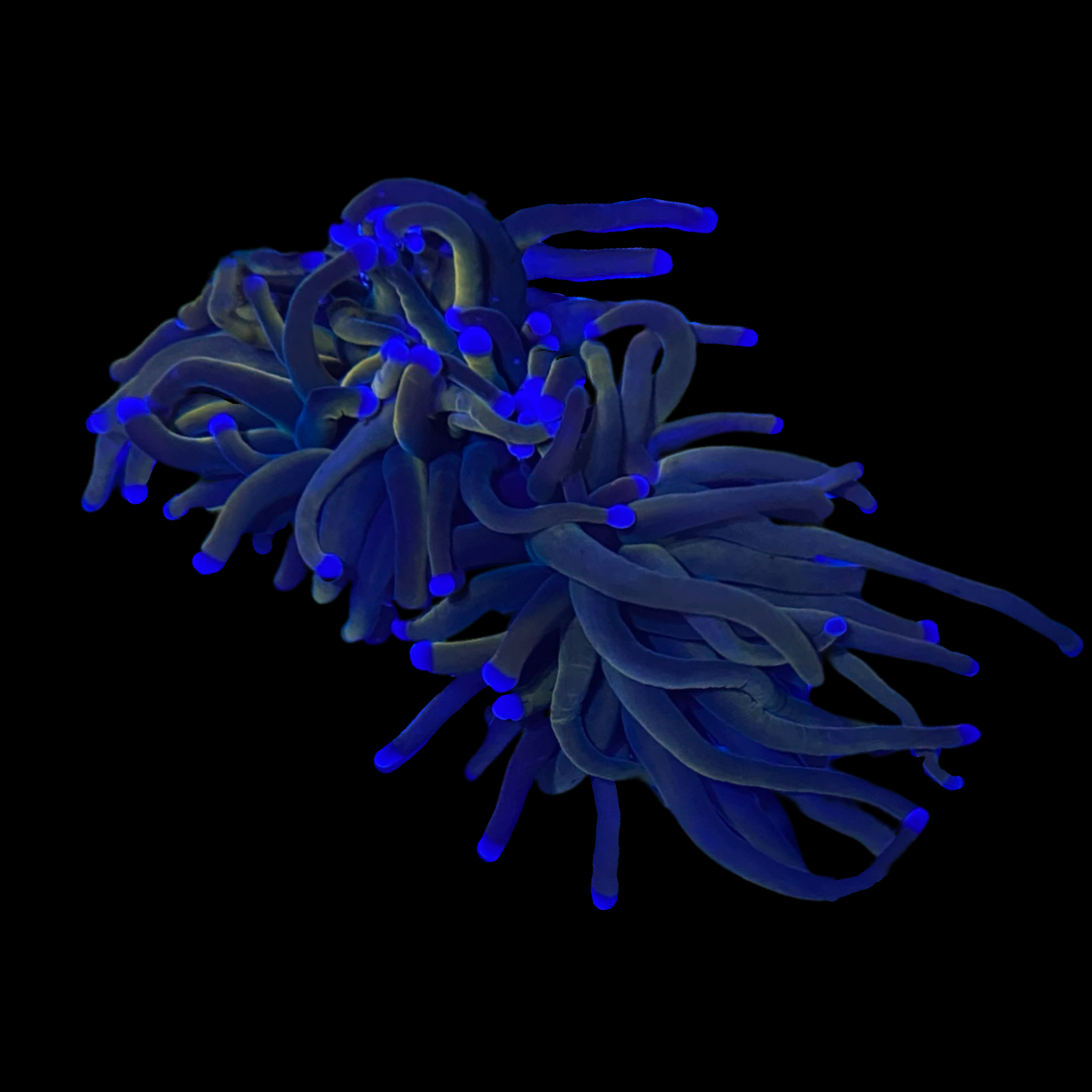 Black Panther Indo Torch