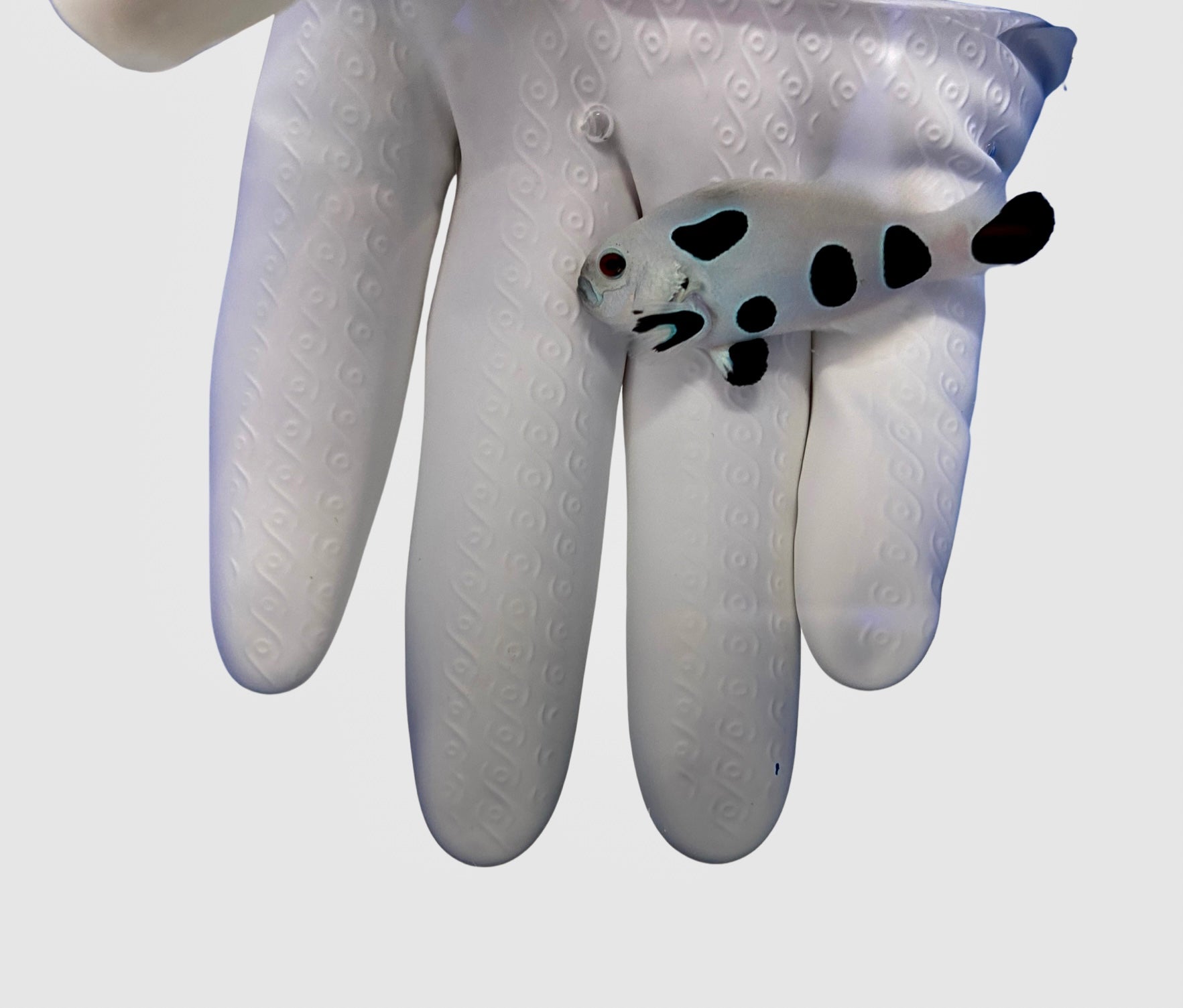 Hybrid Storm PAIR (Amphiprion Ocellaris x Amphiprion Percula)