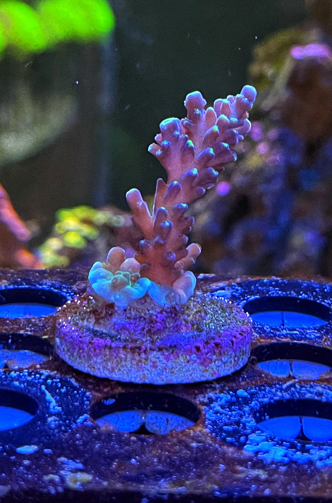 Candyland Acropora