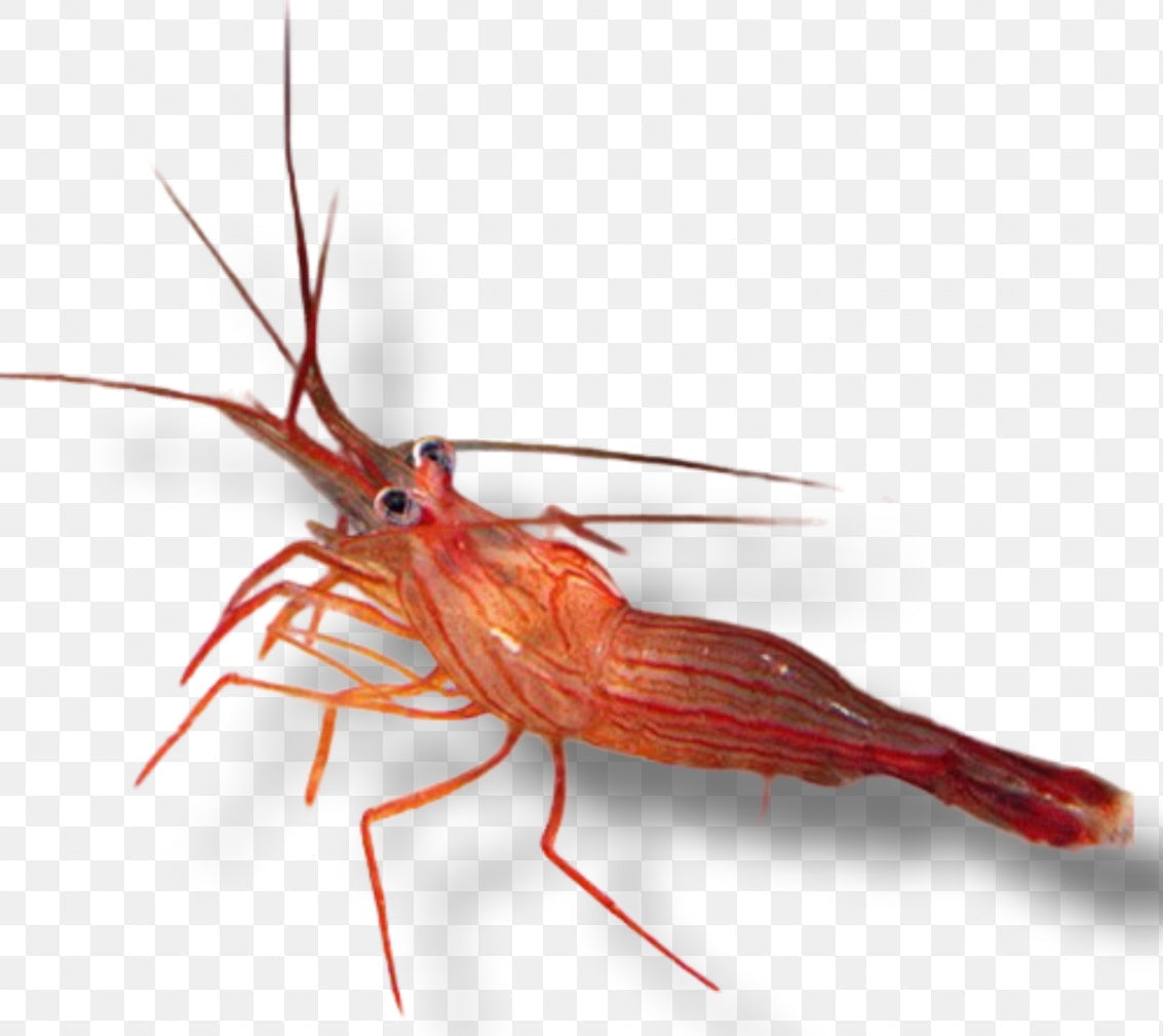 Peppermint Shrimp (Lysmata wurdemanni) (Eat Aiptasia)
