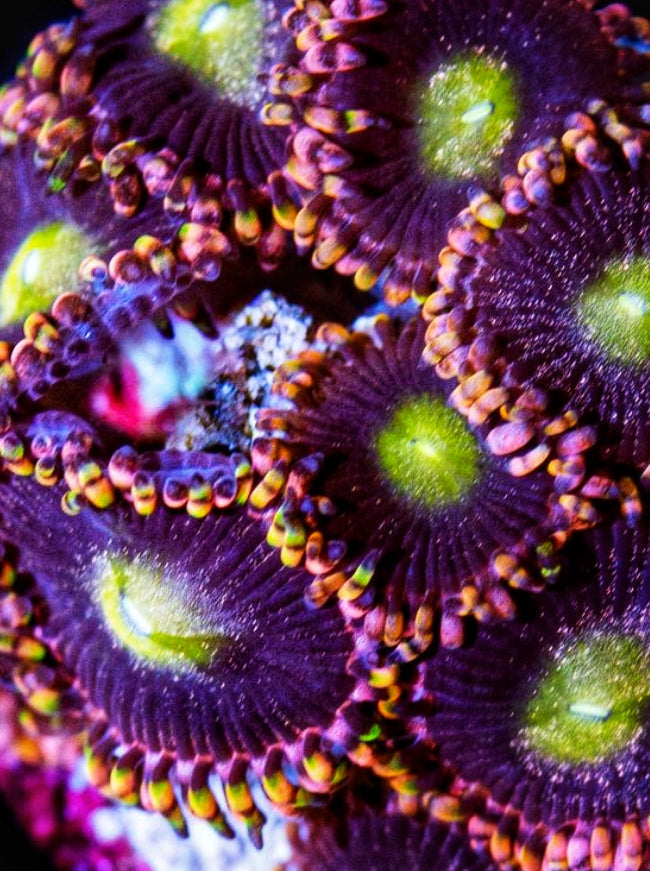 Antimatter / Bozo Birthday (Designer)