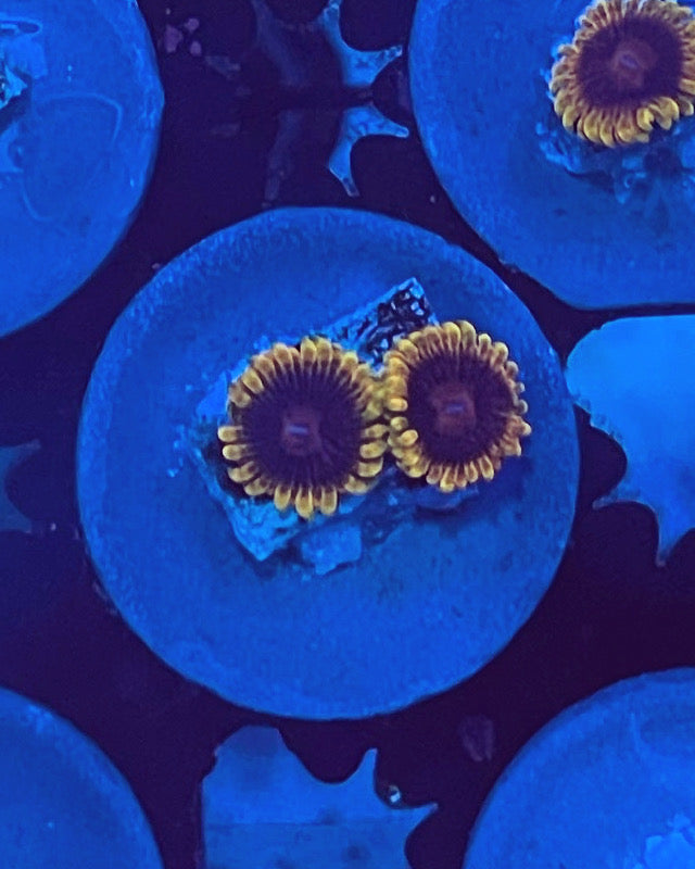 Mind Tricks (Designer)