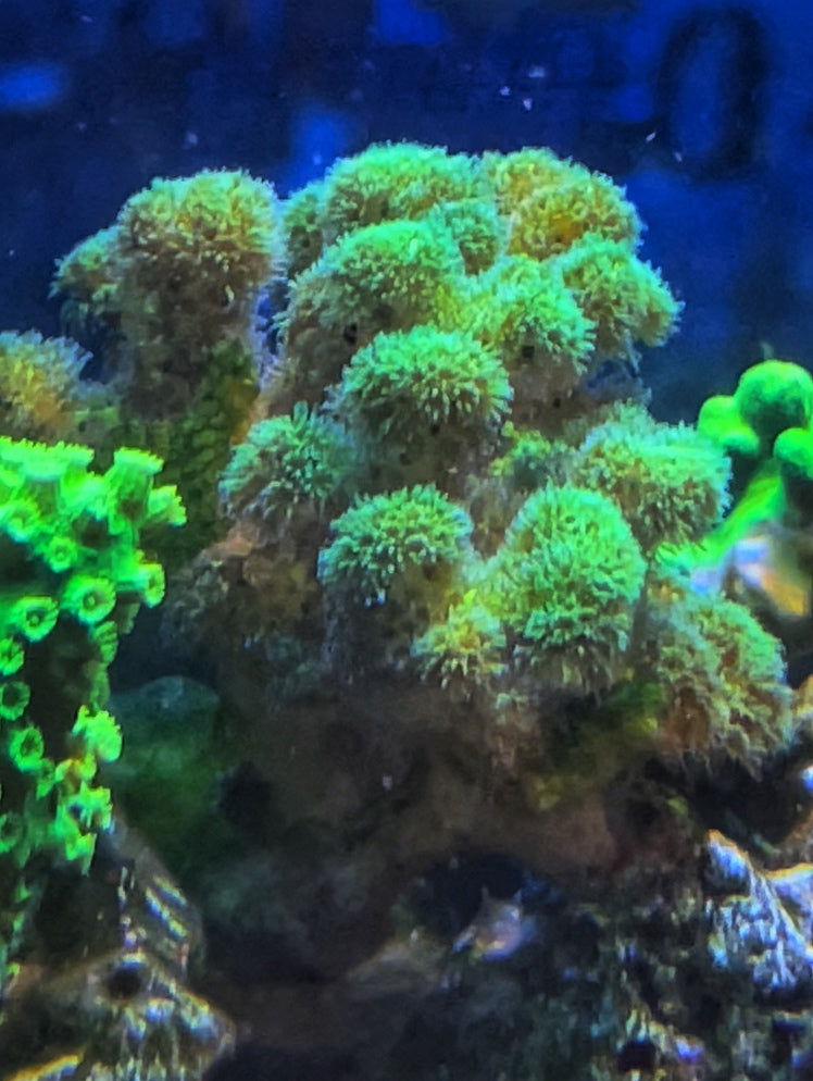Green Pocillopora 1/2"