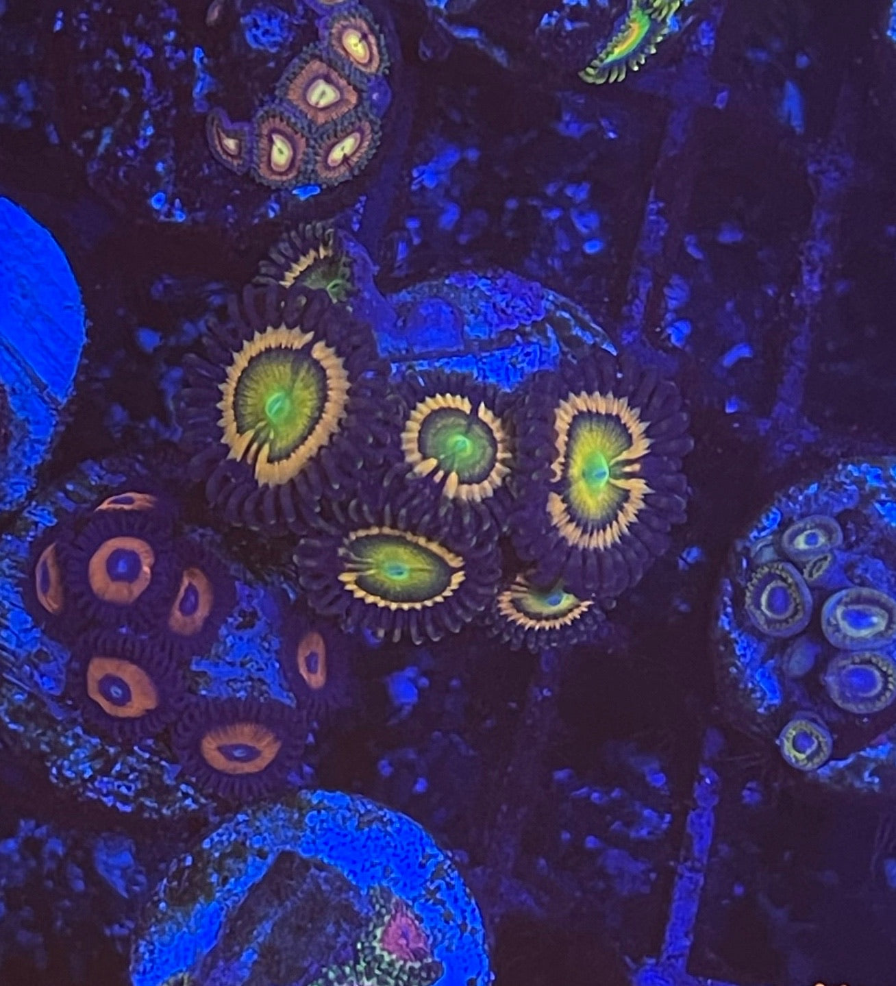 Citrus Cooler (Designer)