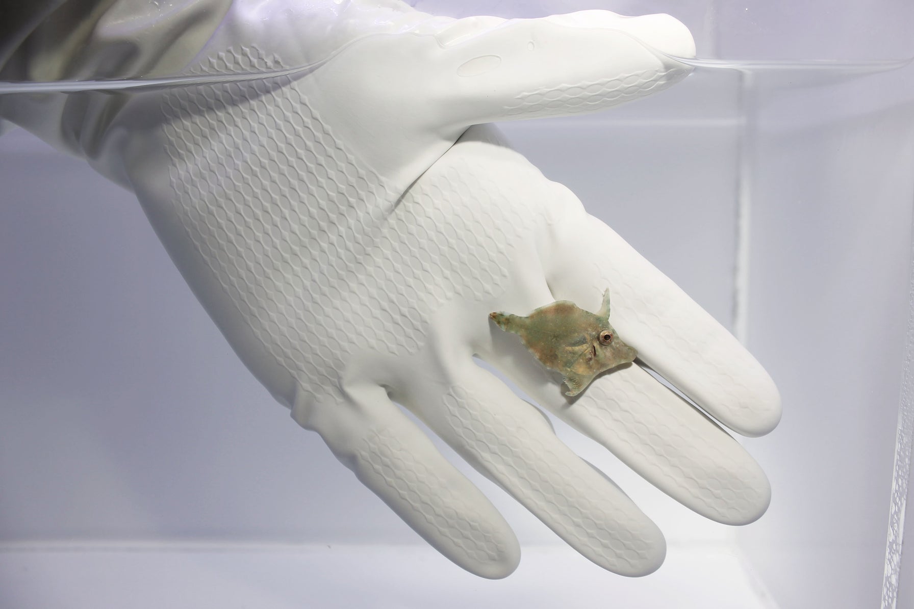 Aiptasia-Eating Filefish