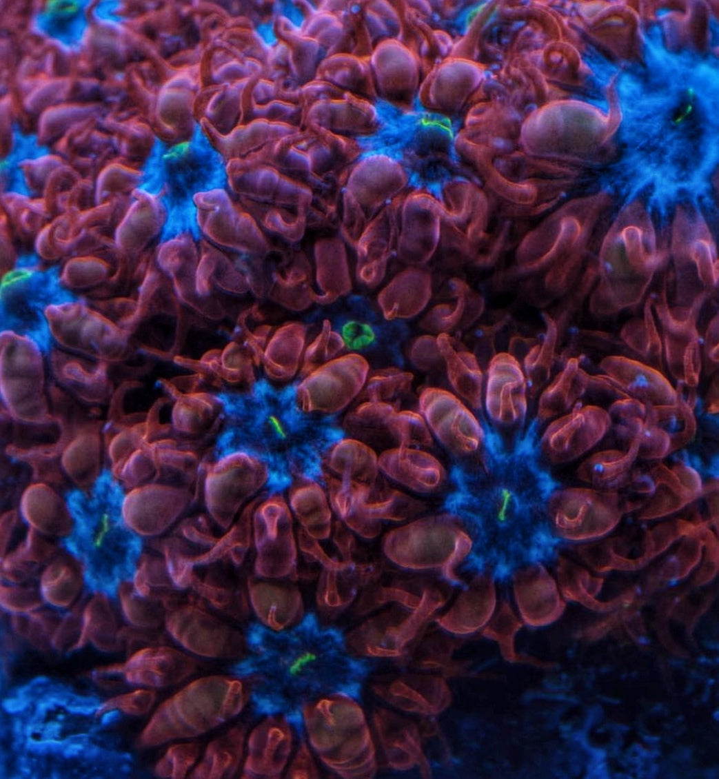 Blue Ravens (3-5 Heads)