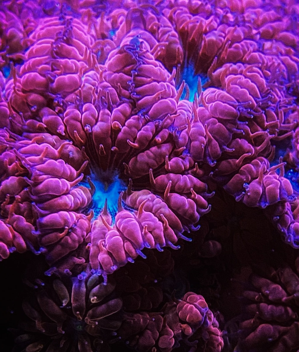 Blue Ravens (3-5 Heads)