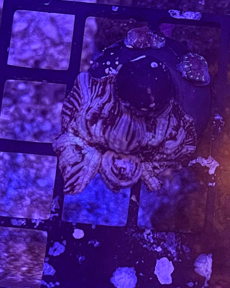 Jersey Devil Mushroom