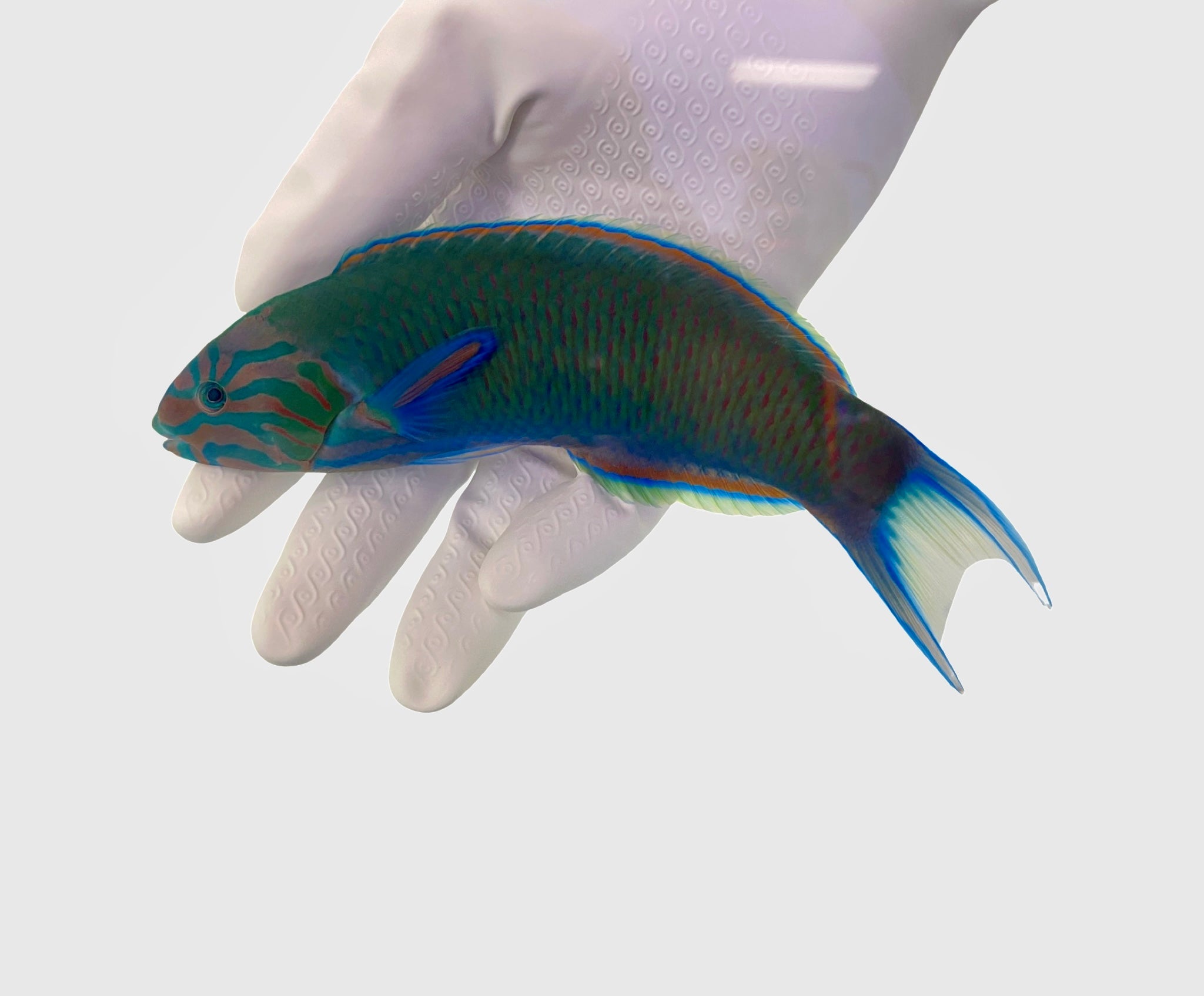 lunare Wrasse(Thalassoma lunare)2/24(Pre-Order)