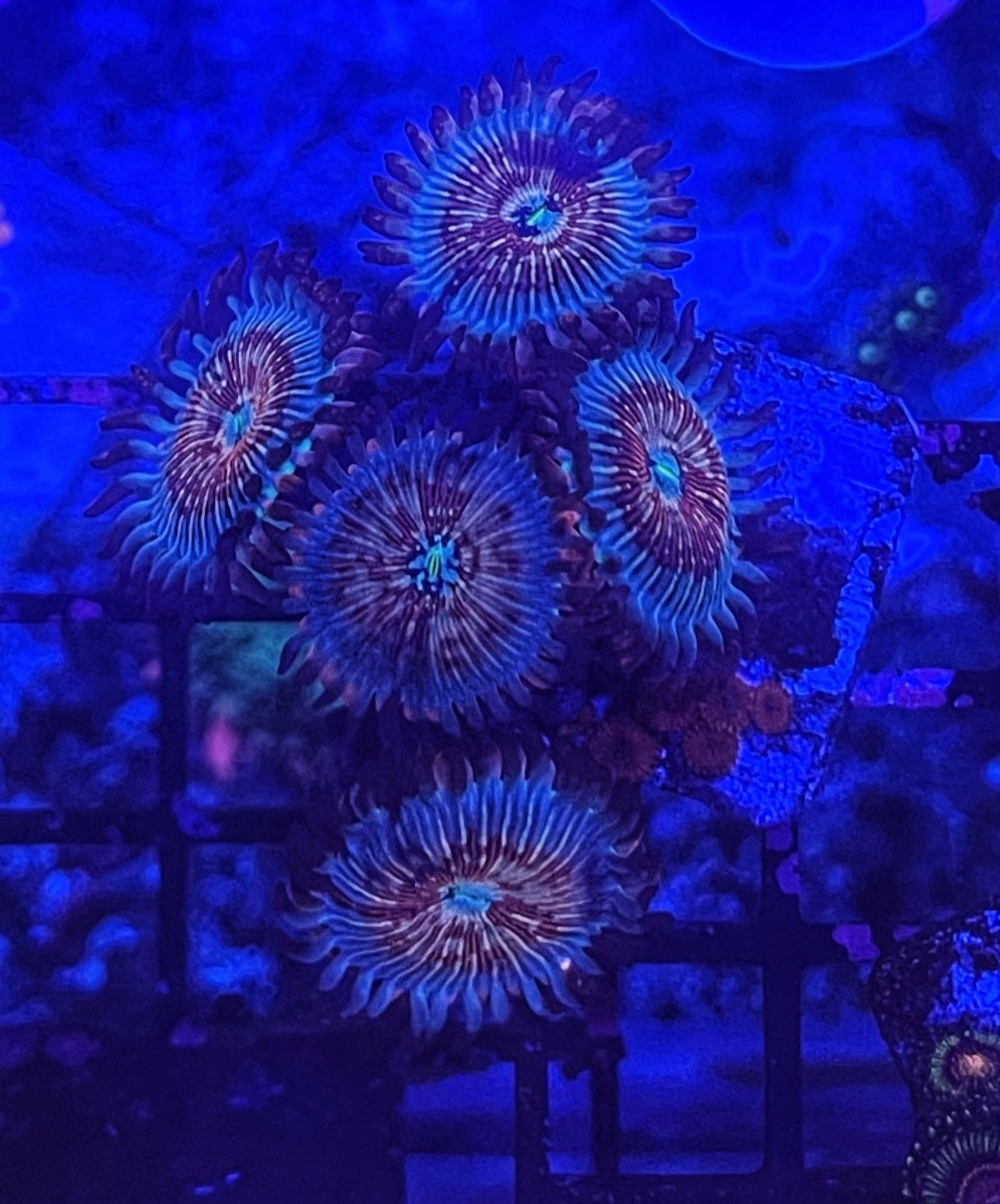 Salted Agave (Designer)