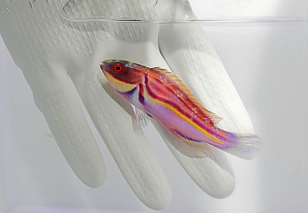Labout's Fairy Wrasse (Cirrhilabrus laboutei)