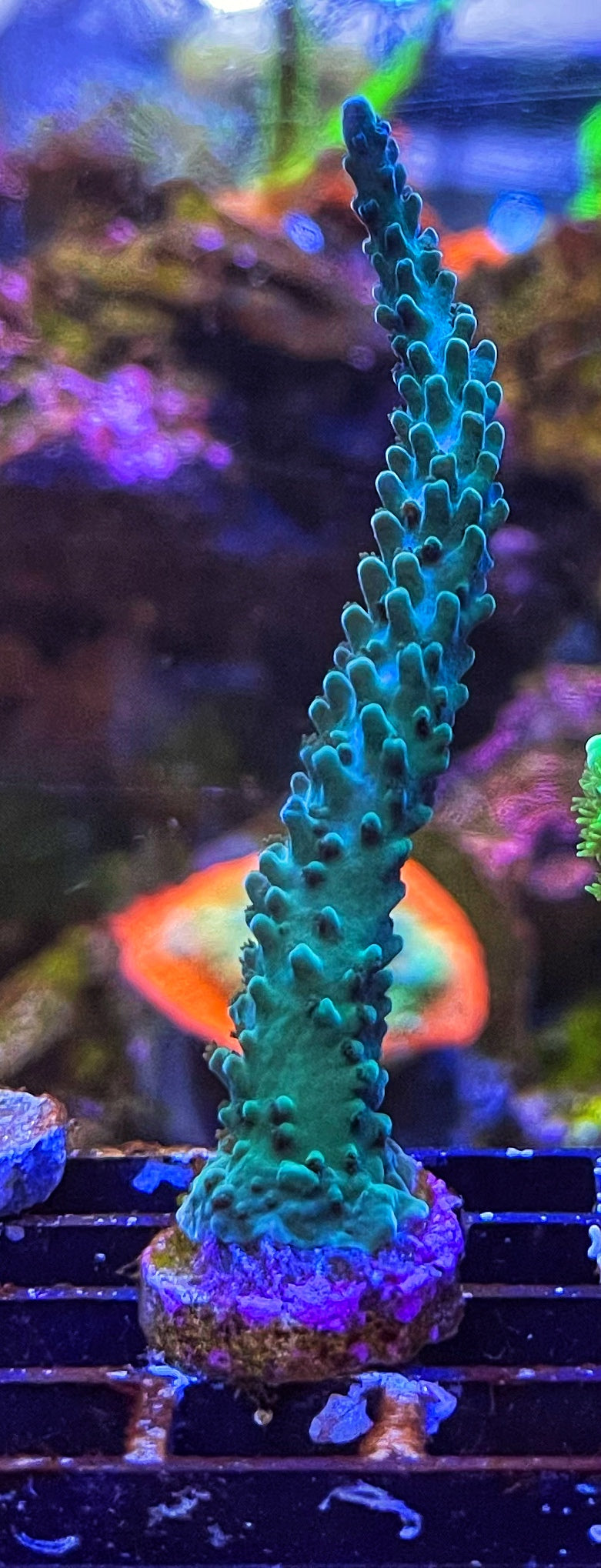 Teal Staghorn Acropora