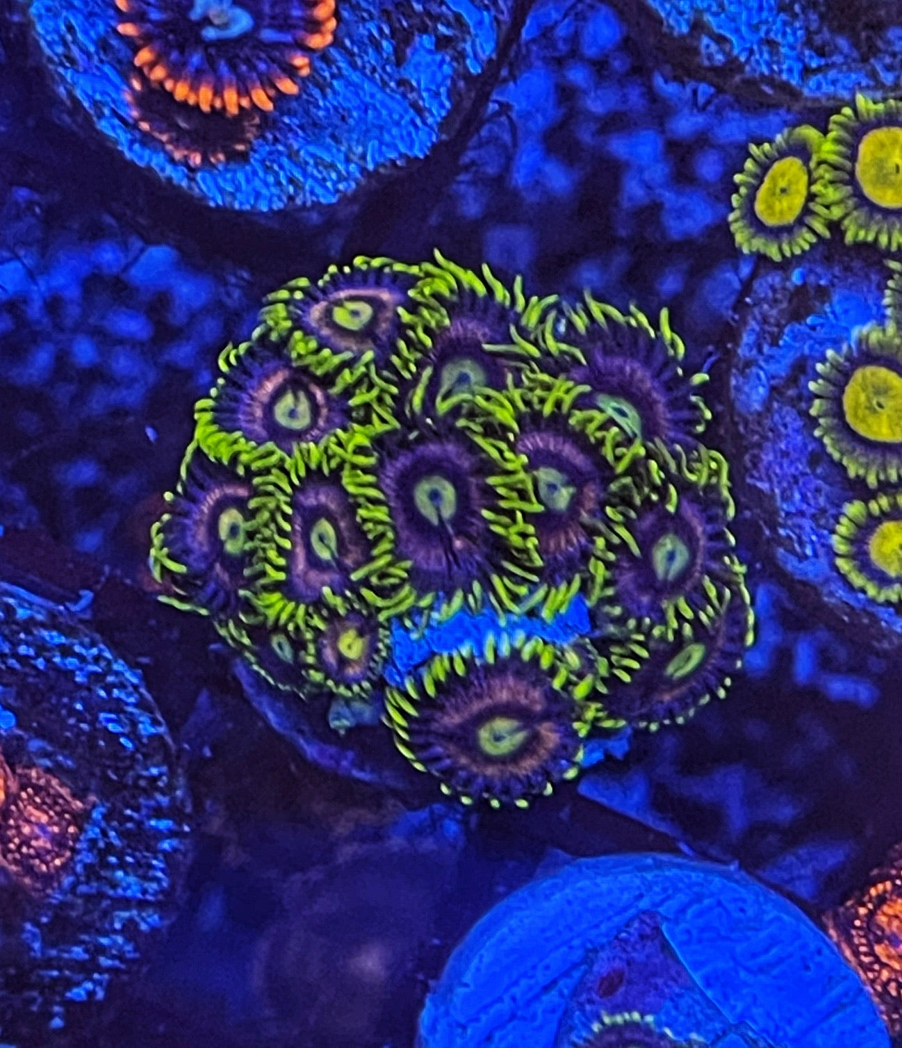 Crab Nebula (Large 8-10 Polyps)