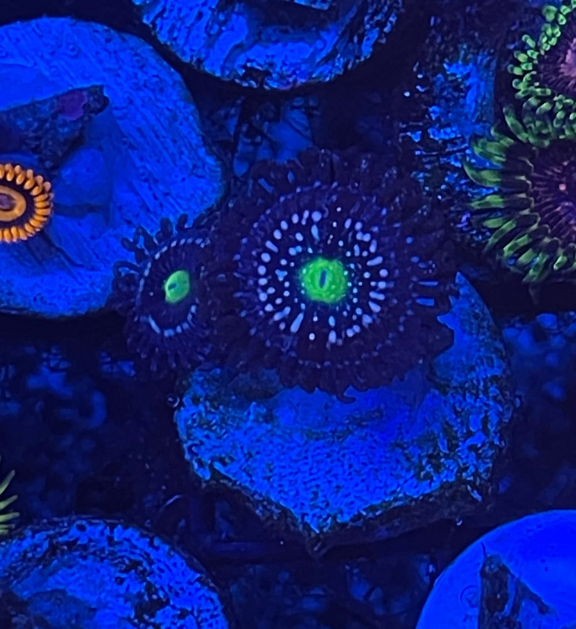 ASD Atmosphere (Designer)