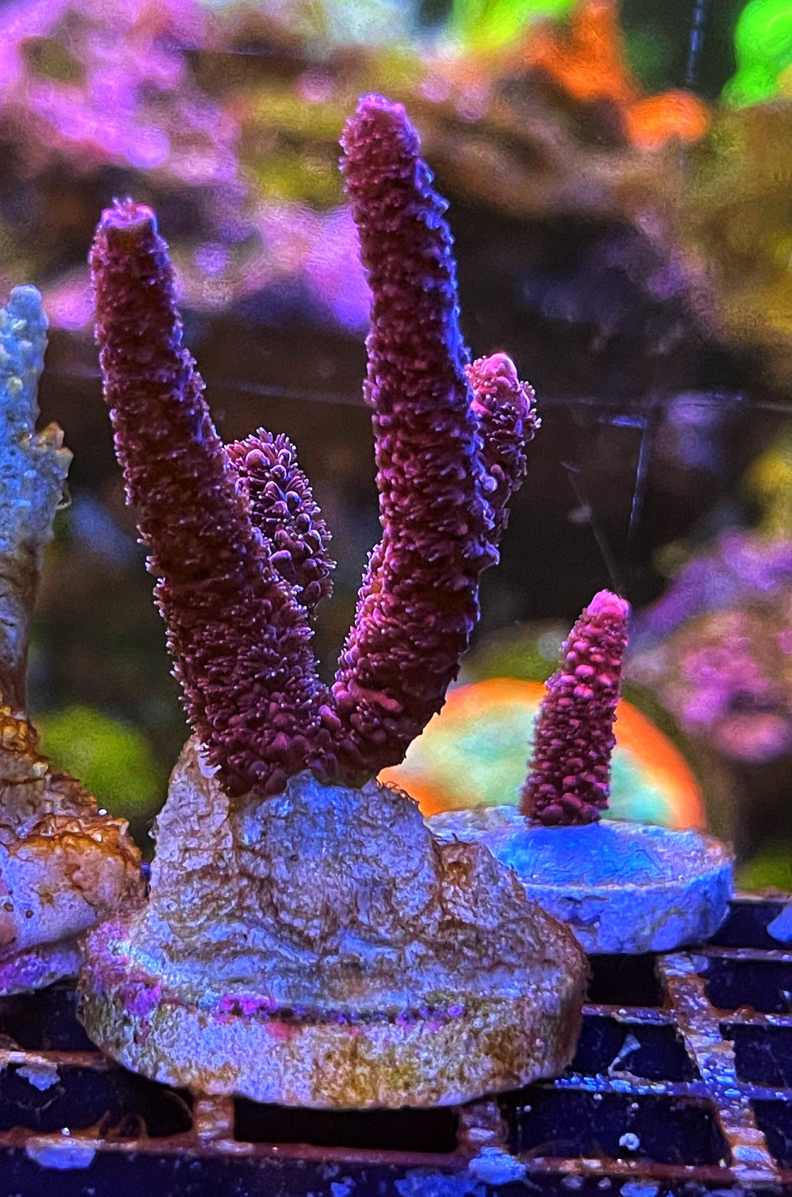 Bubble Gum Millepora