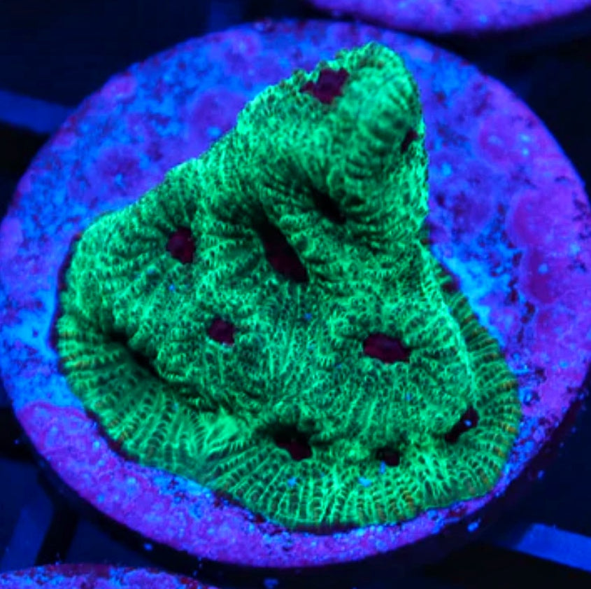 Poison Apple Favia