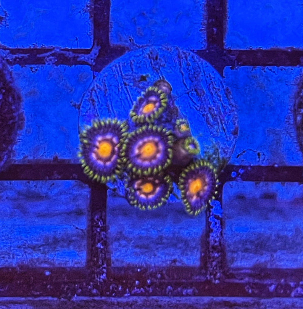 Ass Monkeys 4 Polyps