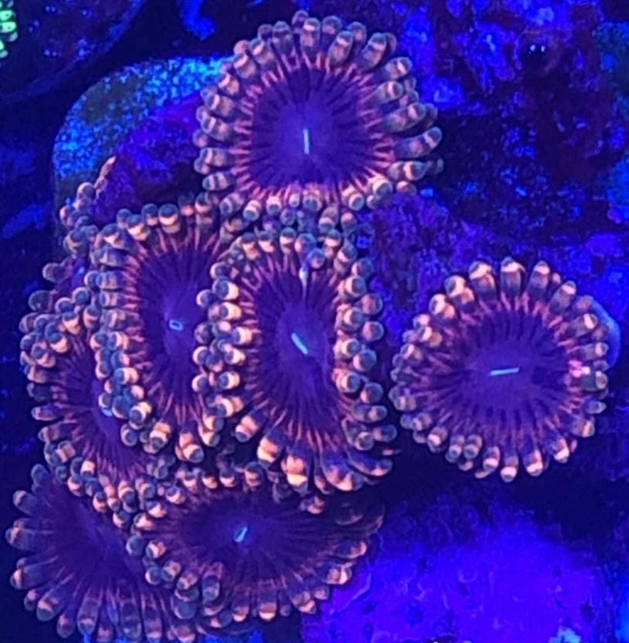 Fairy Fart / Rainbow Rasta (Designer)